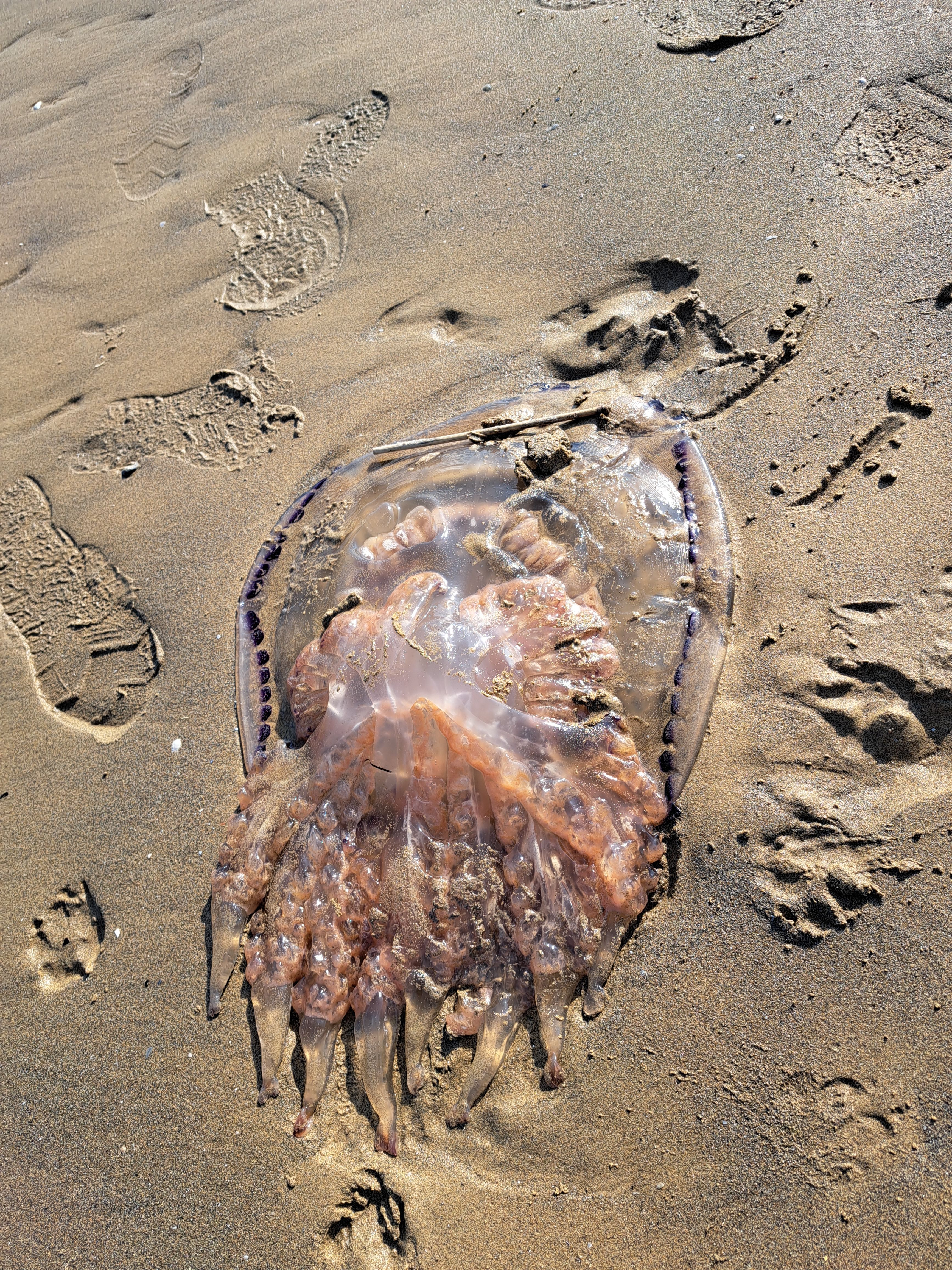 Rhizostoma pulmo