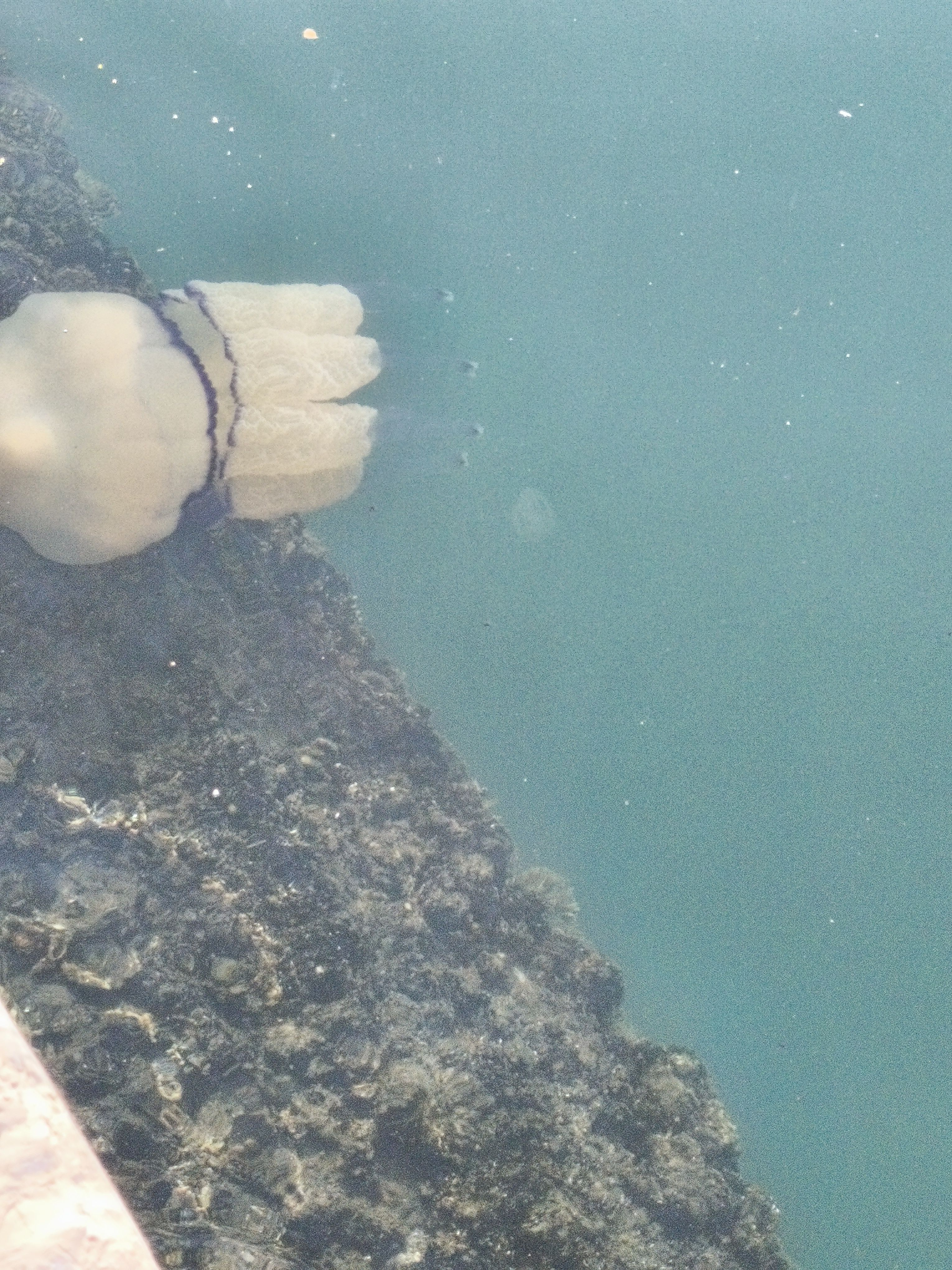 Mnemiopsis leidyi