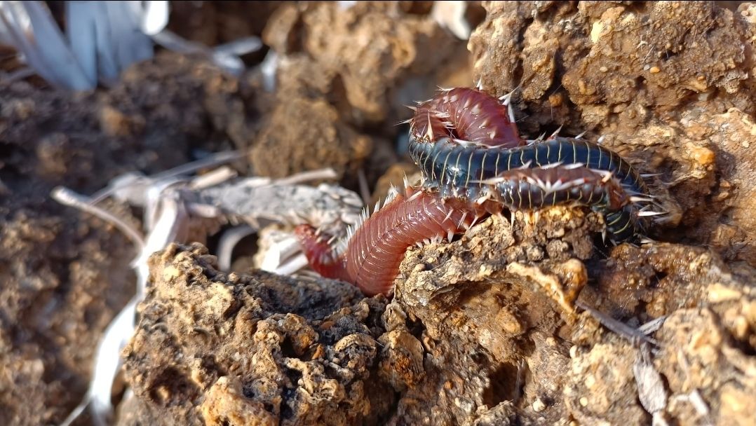 Hermodice carunculata