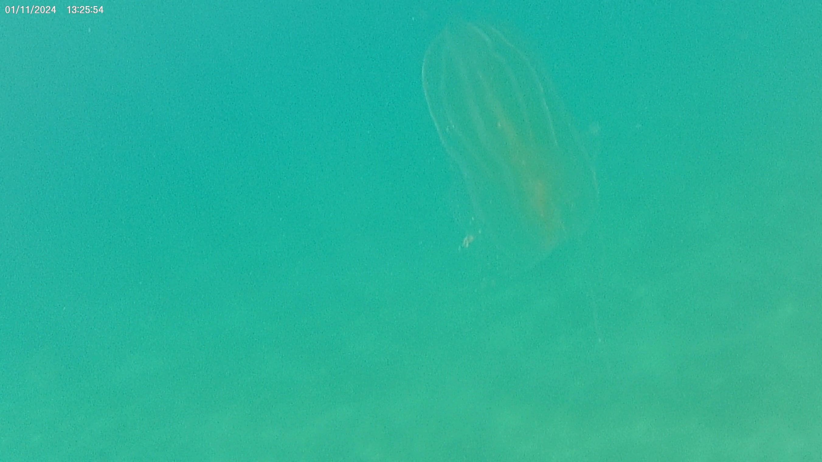 Leucothea multicornis