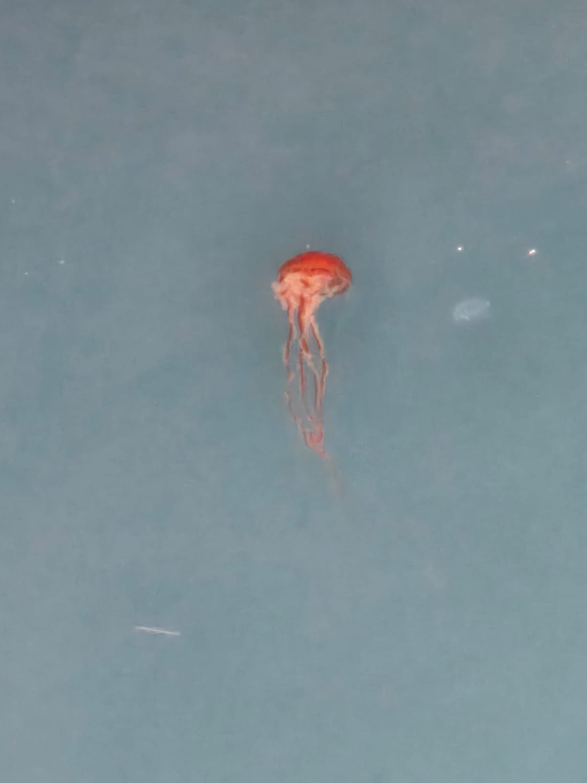 Chrysaora hysoscella