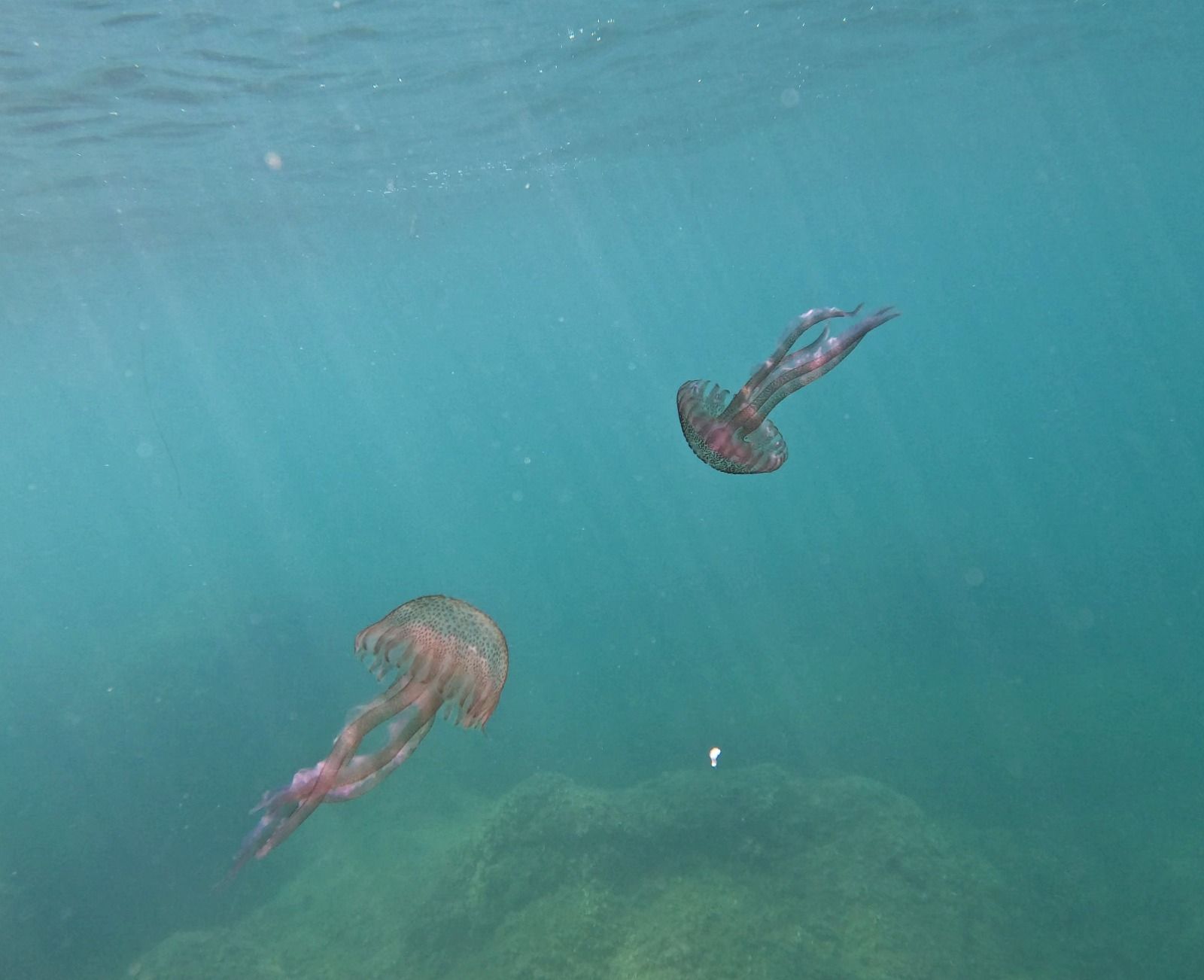 Pelagia noctiluca