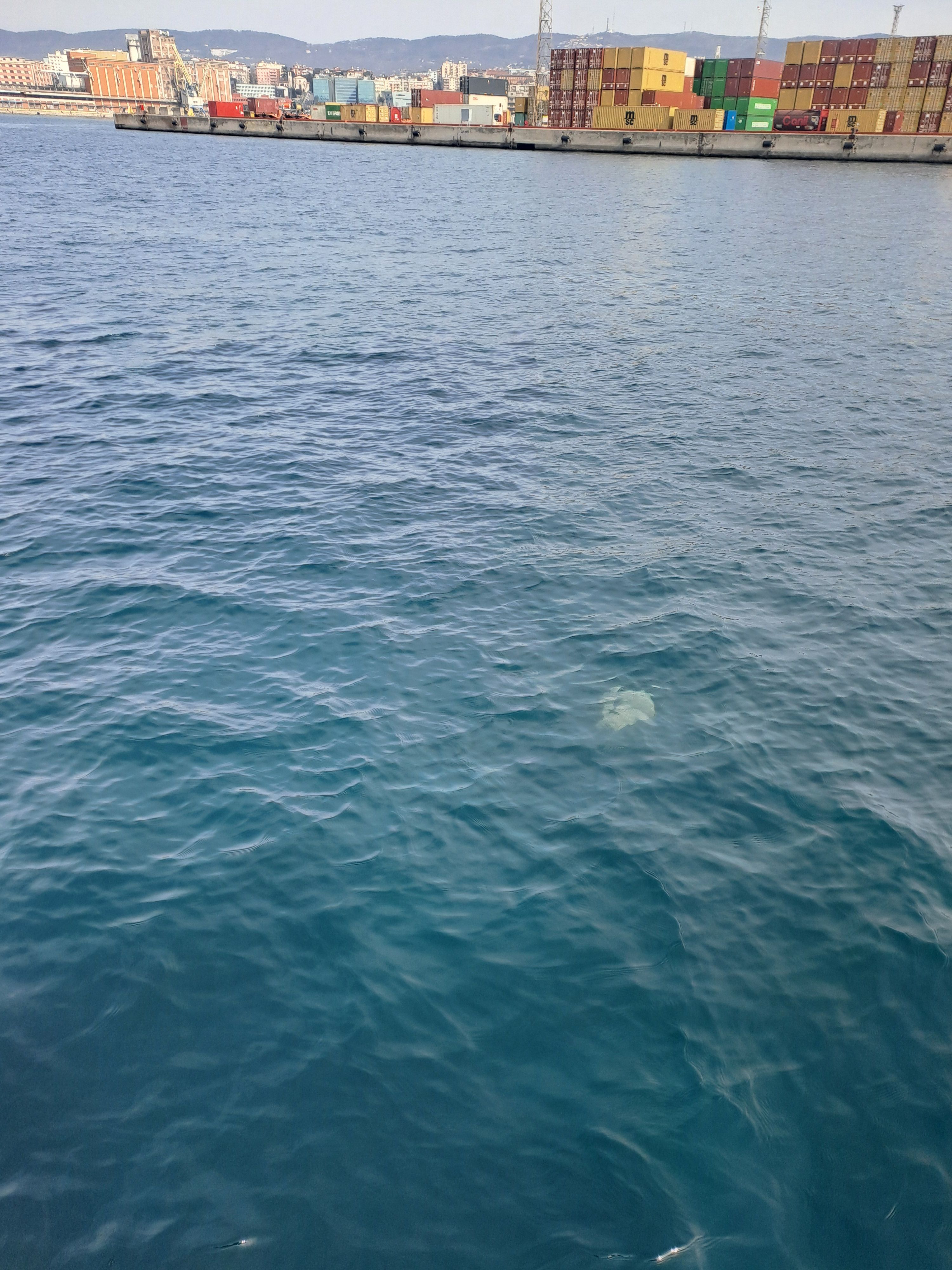 descrizione immagine