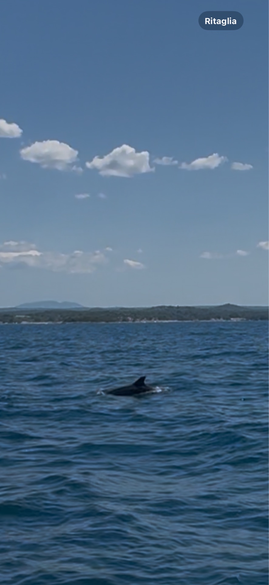 Tursiops truncatus