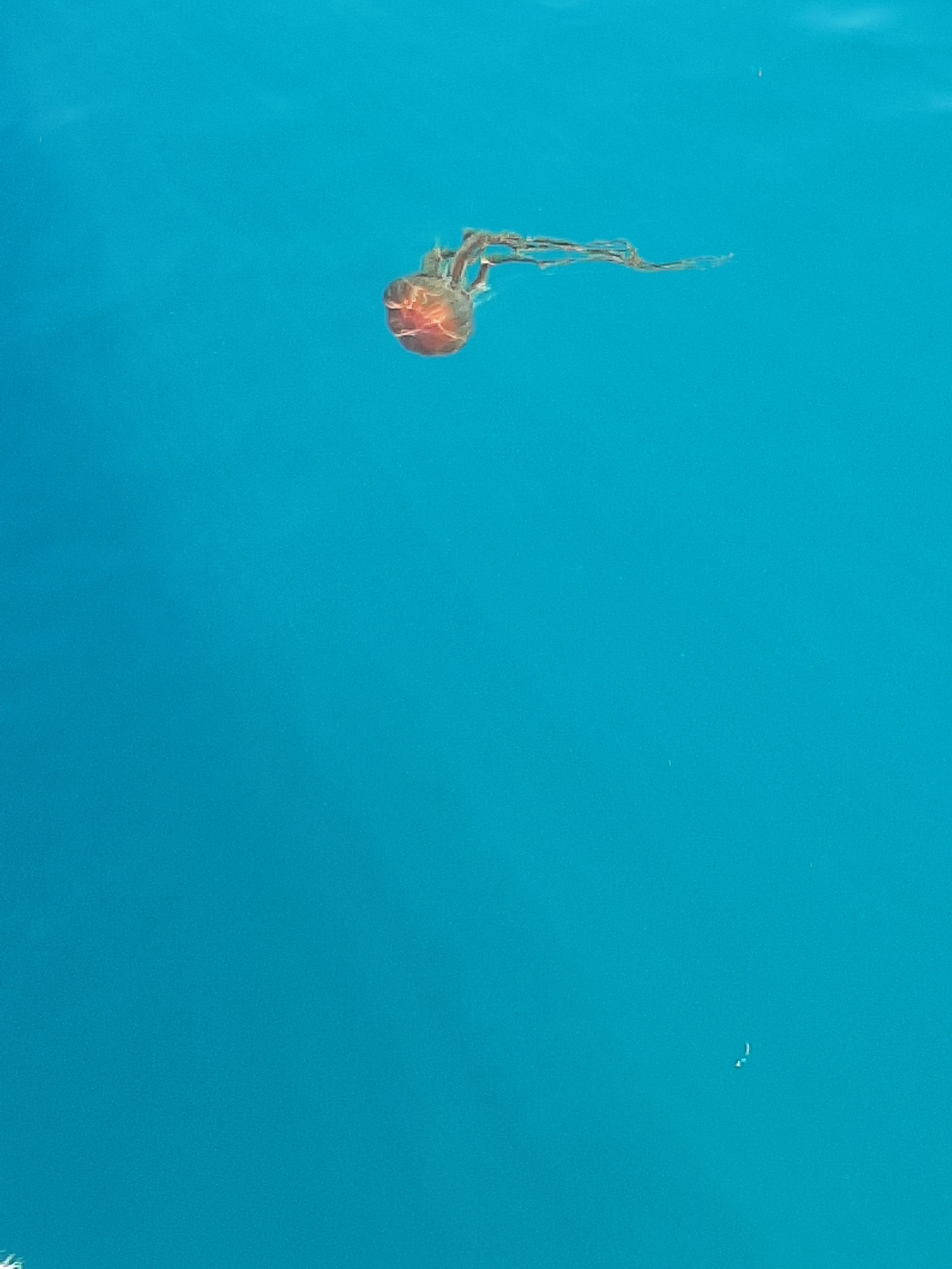 Chrysaora hysoscella