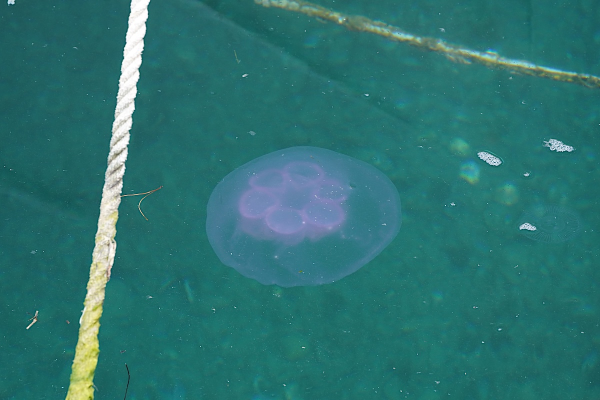 Aurelia spp.