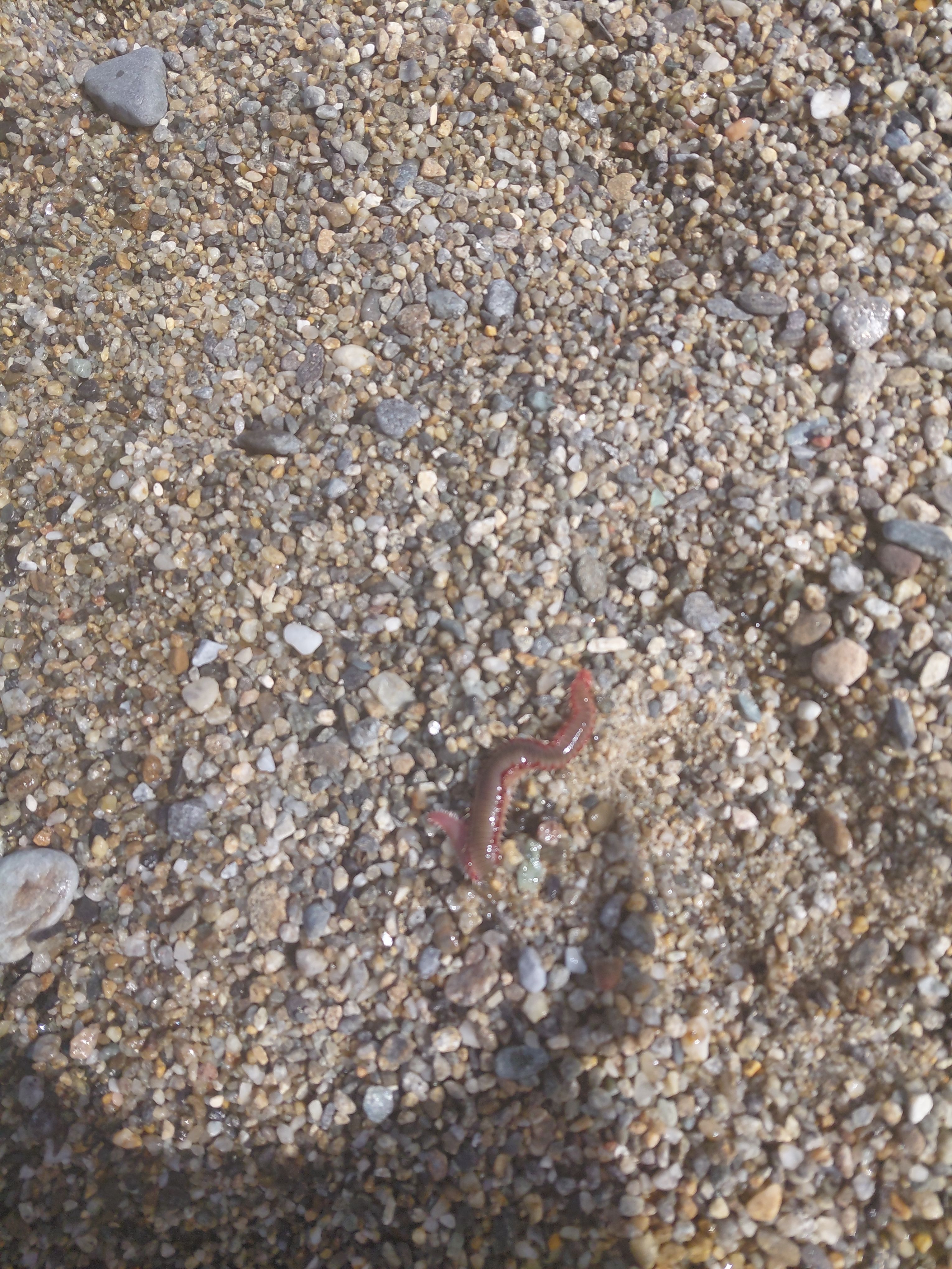 Hermodice carunculata