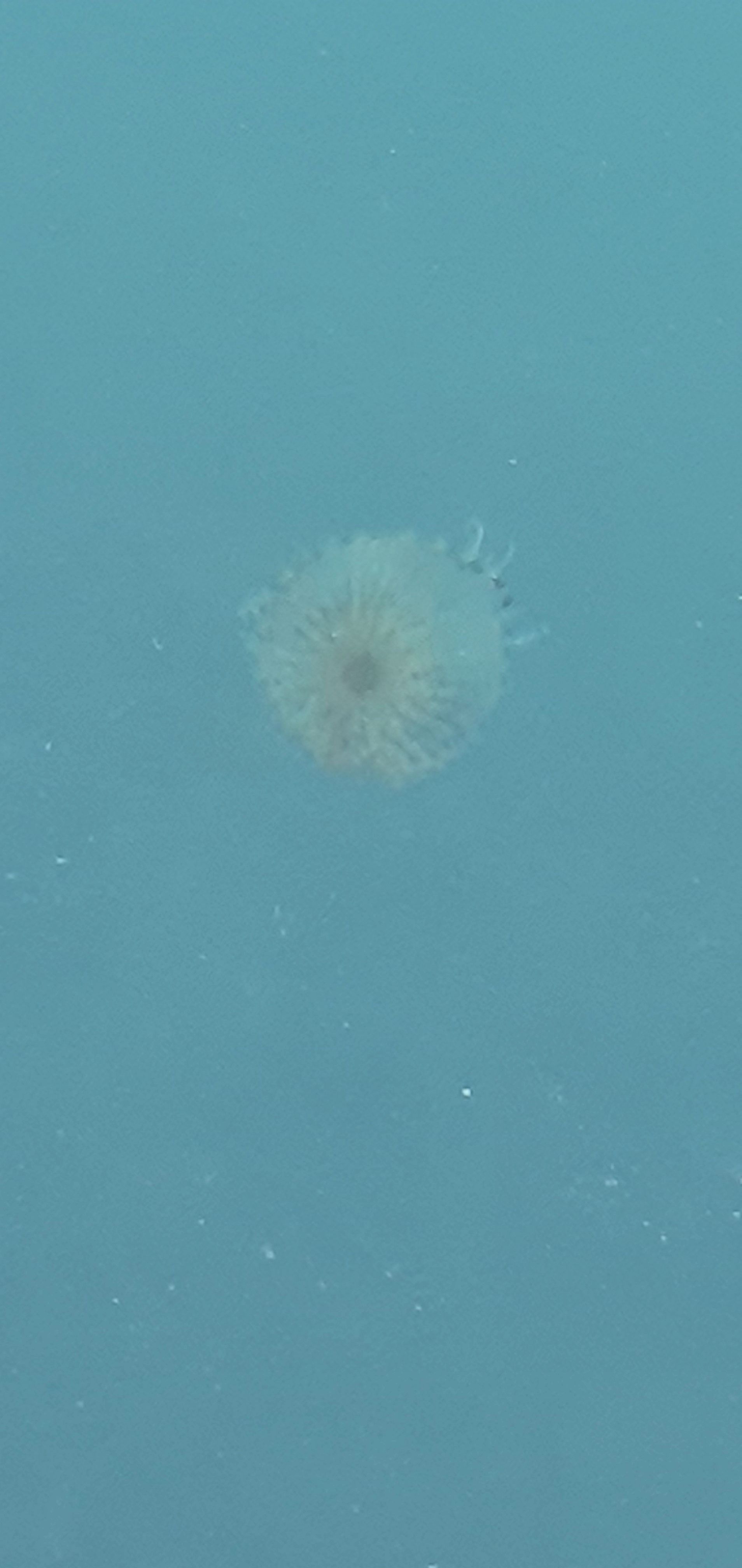 descrizione immagine