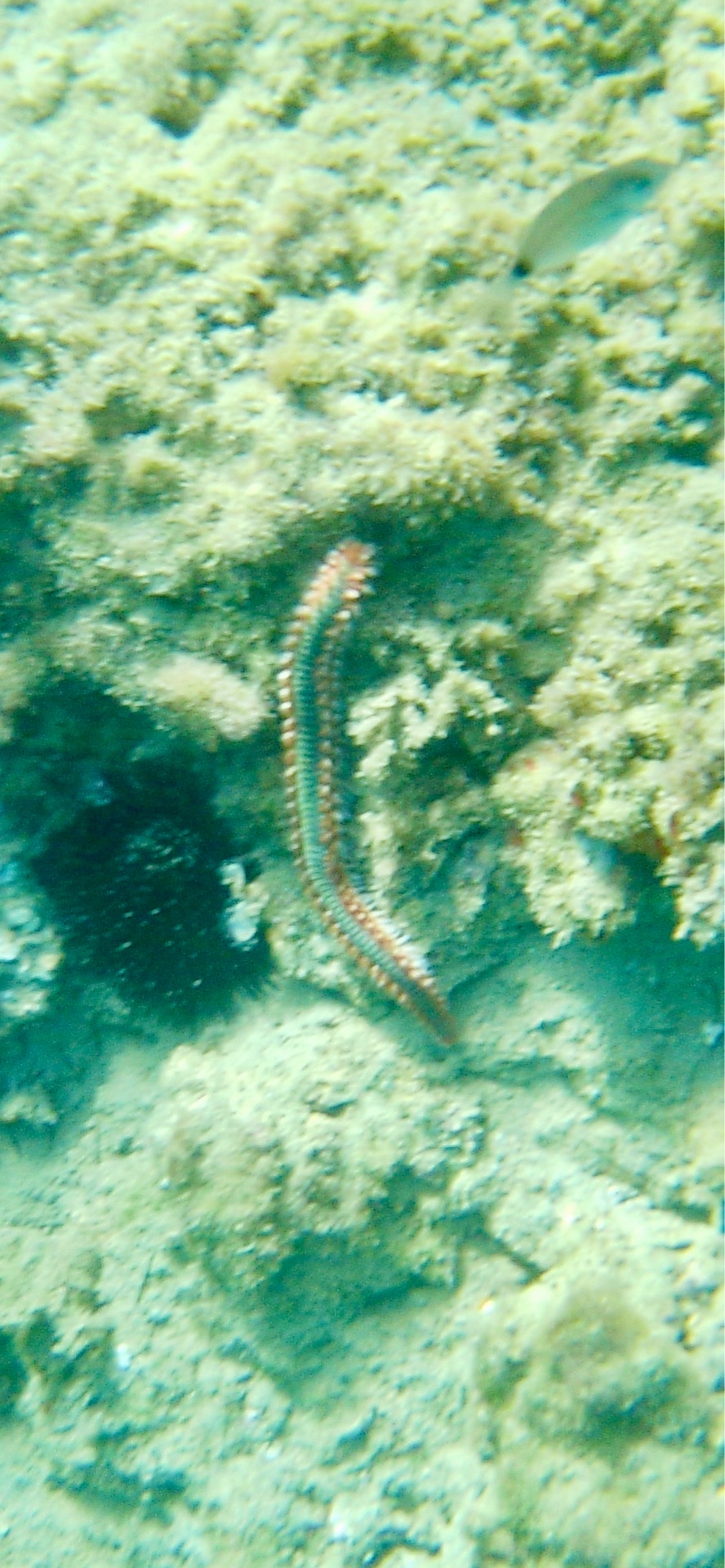 Hermodice carunculata