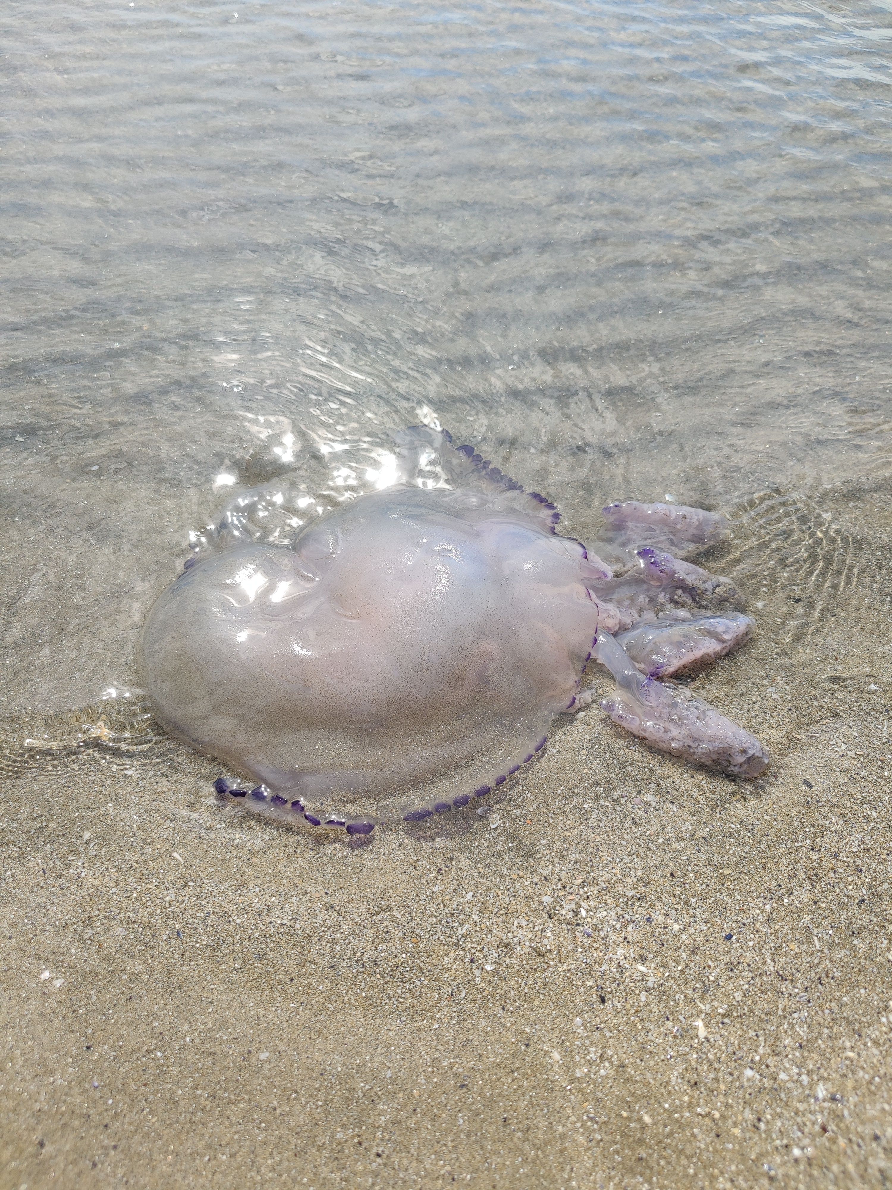 Rhizostoma pulmo