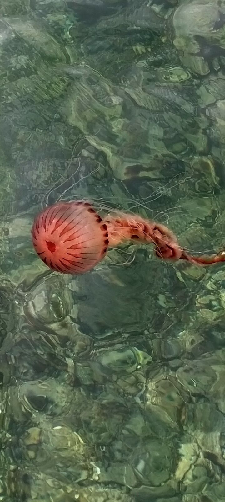 Chrysaora hysoscella