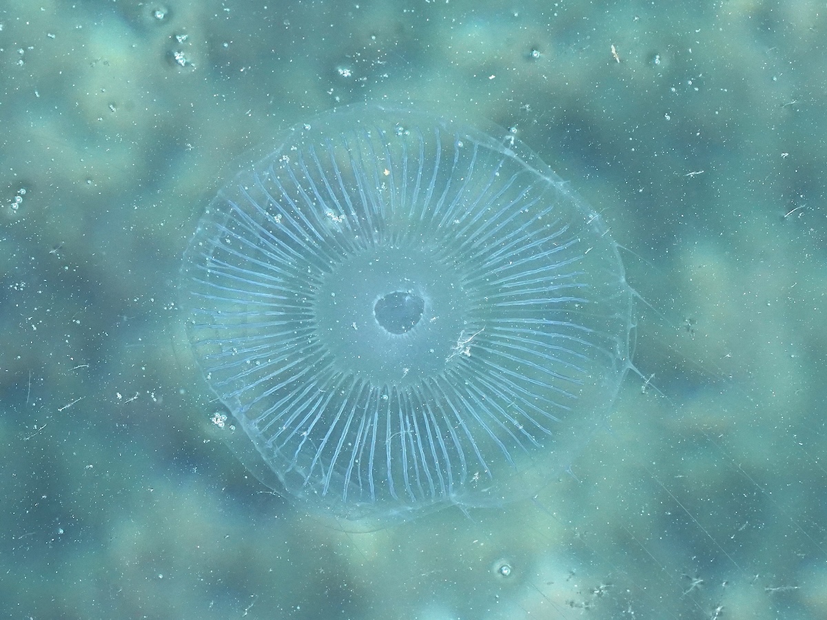 Aequorea forskalea