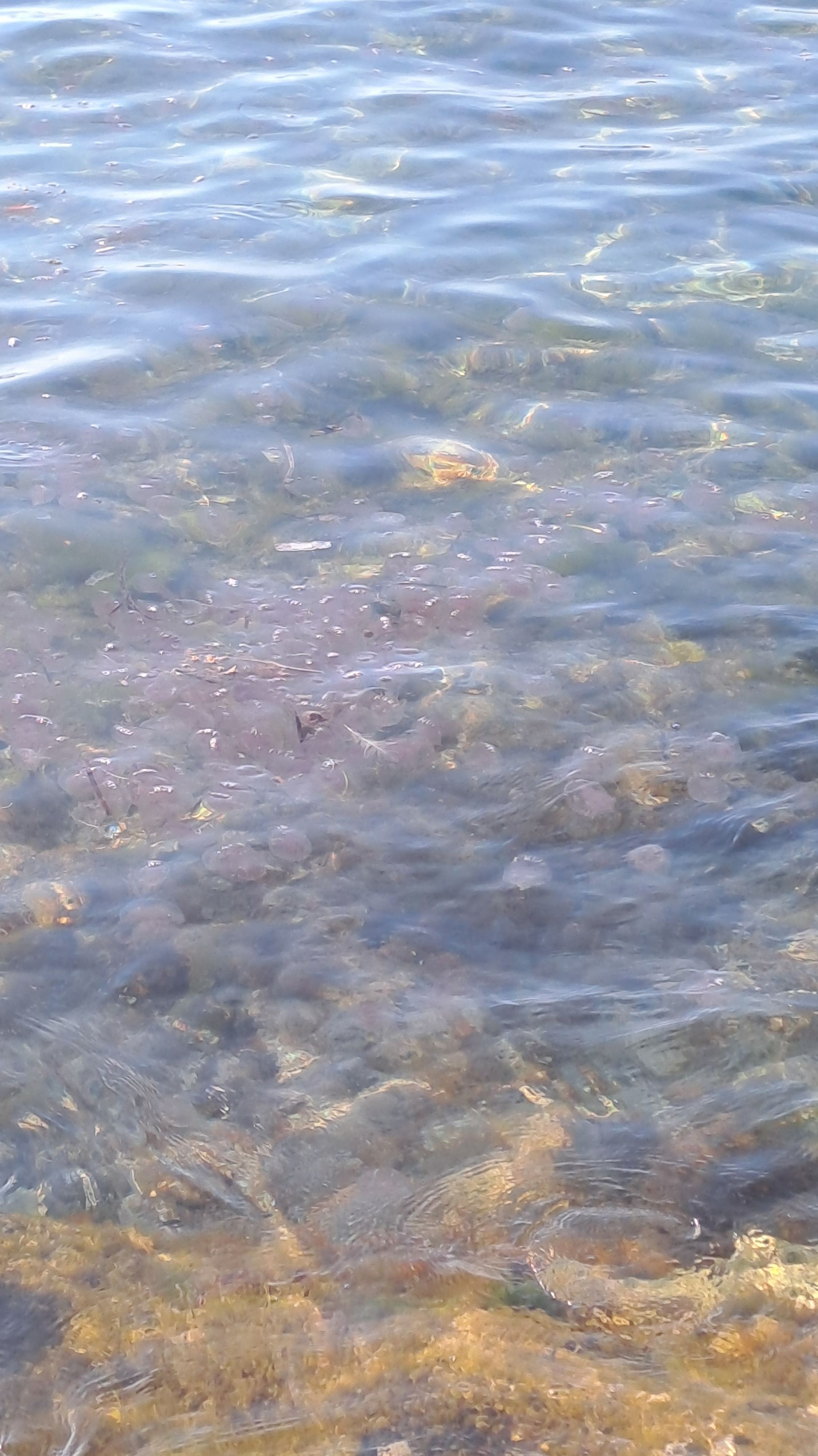 Pelagia noctiluca