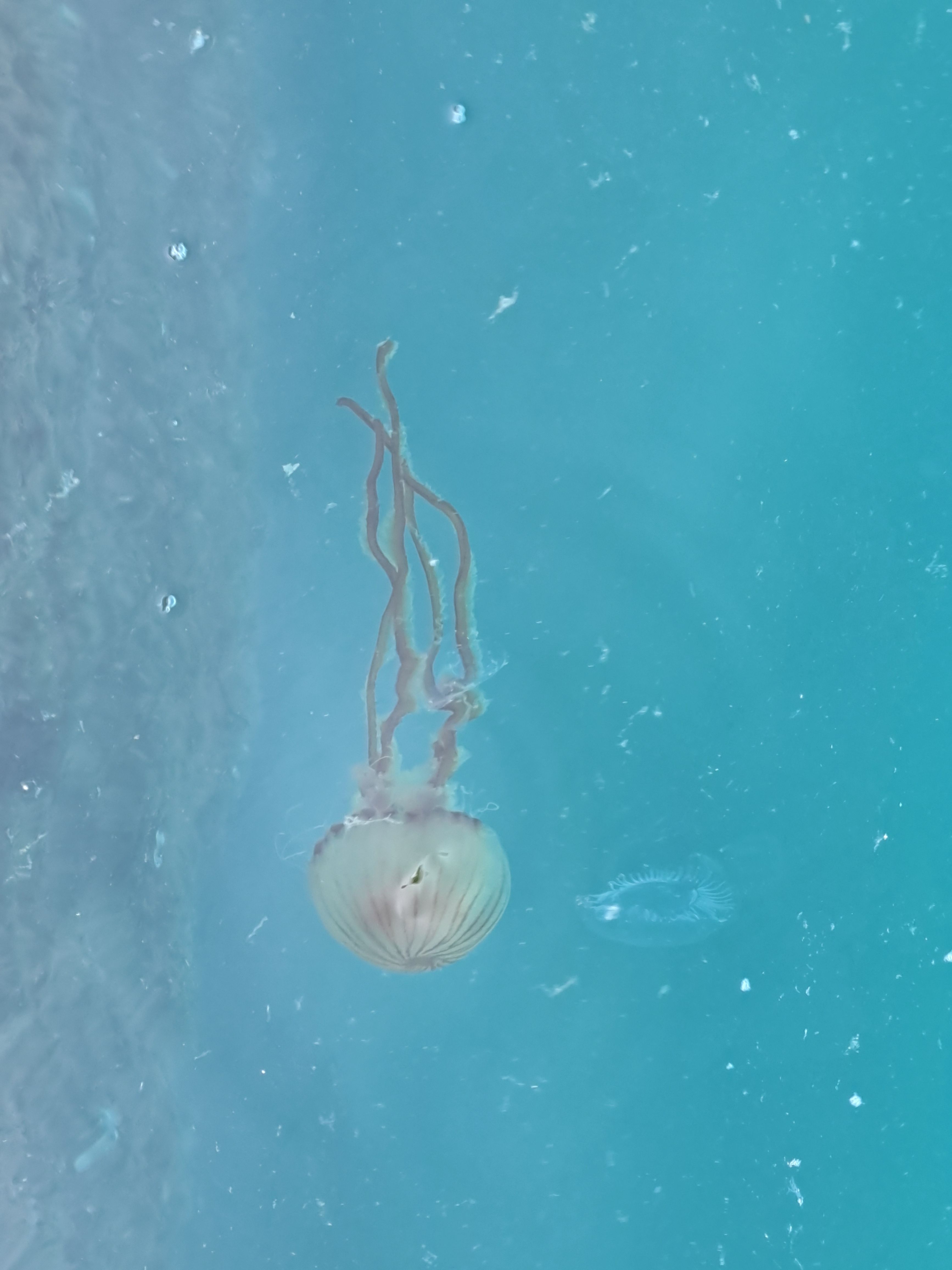 Chrysaora hysoscella