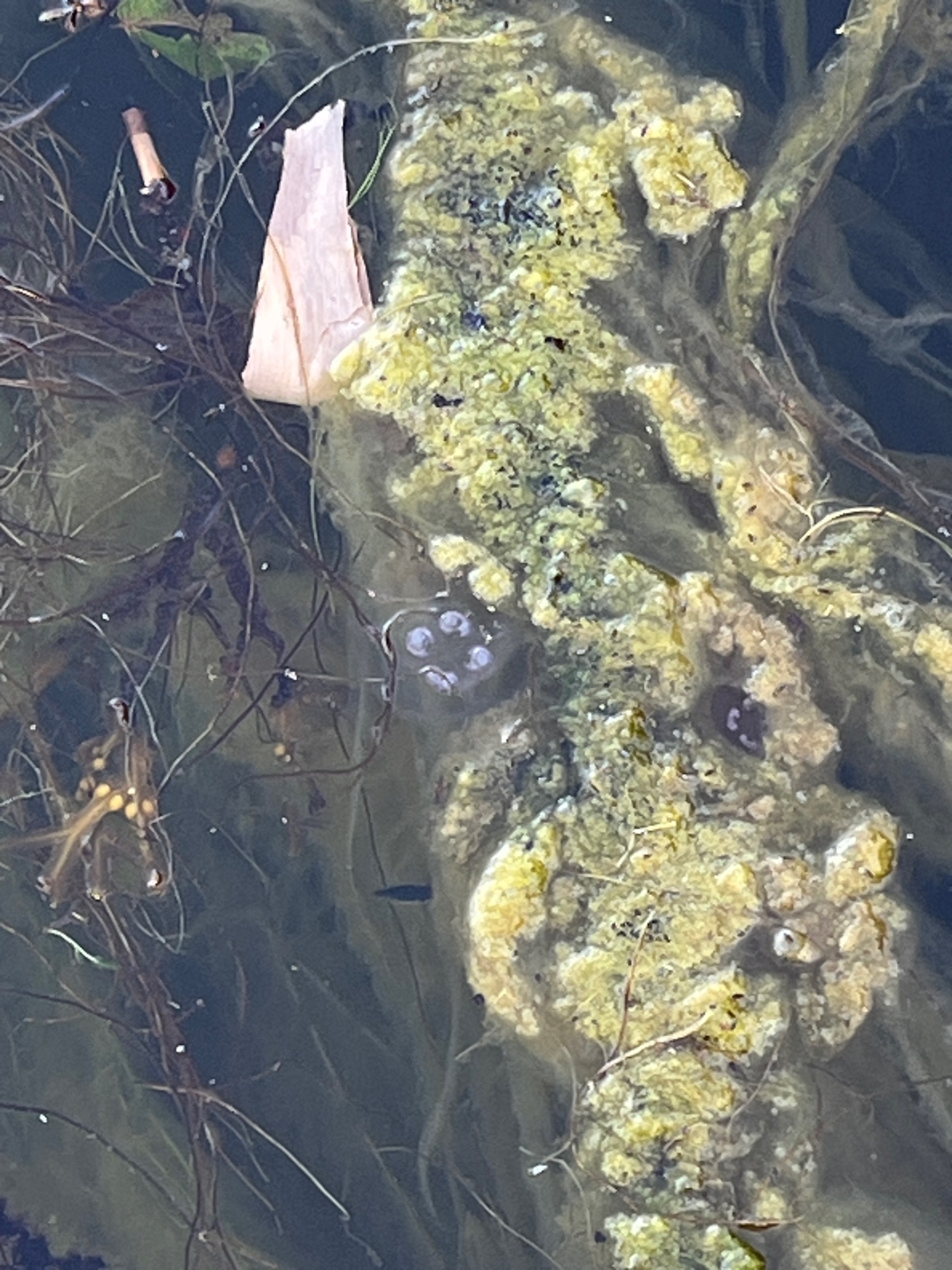 Non identificata