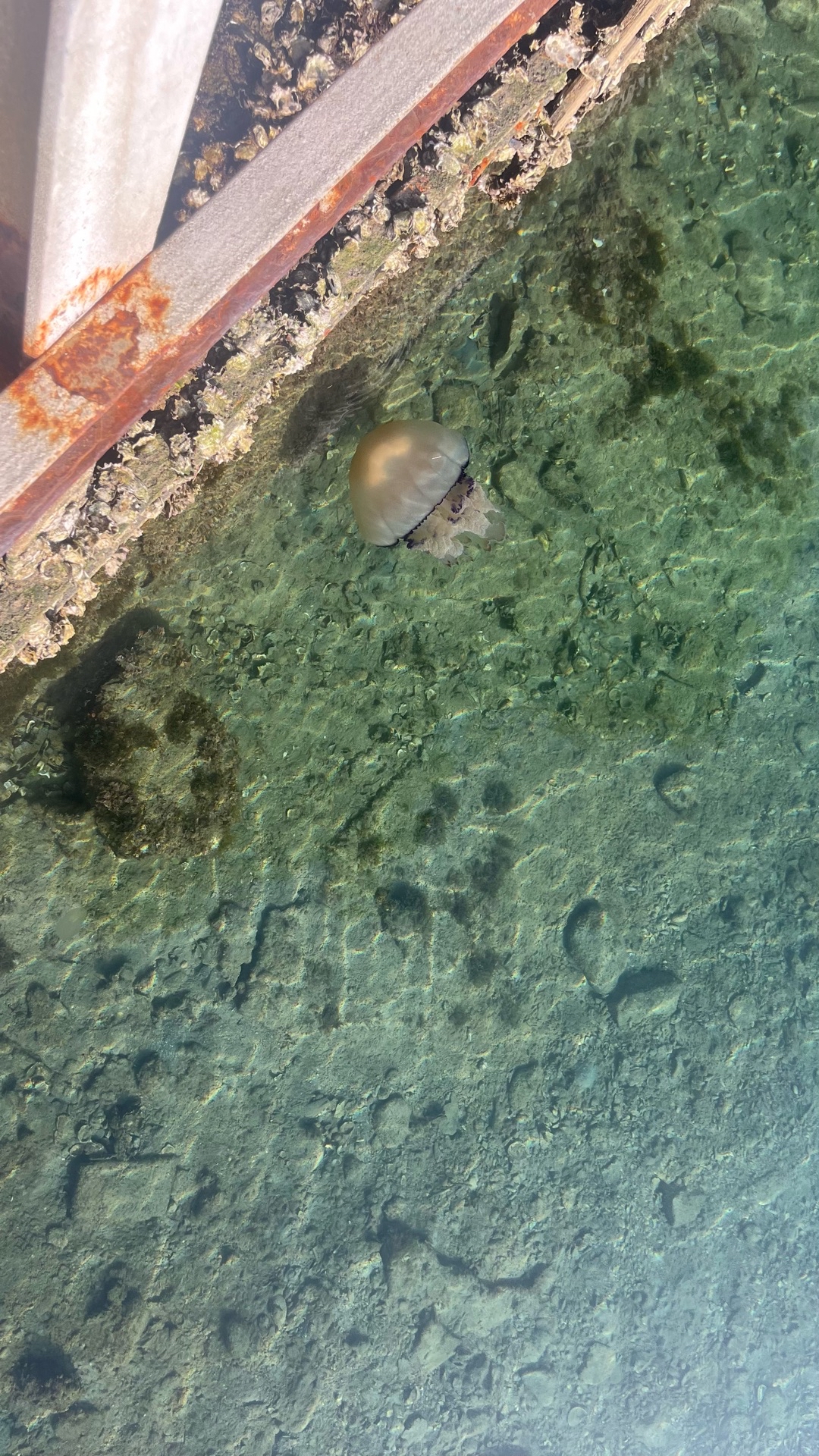Rhizostoma pulmo