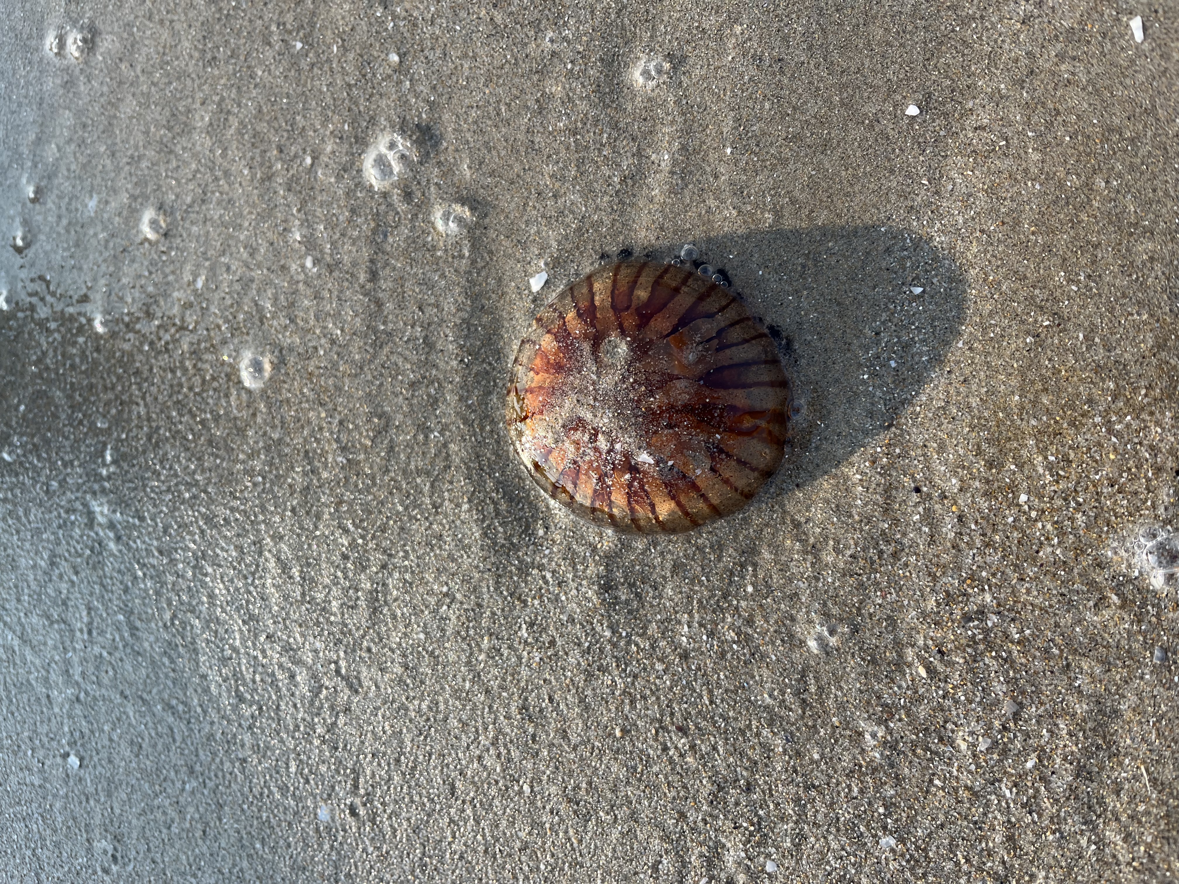 Chrysaora hysoscella