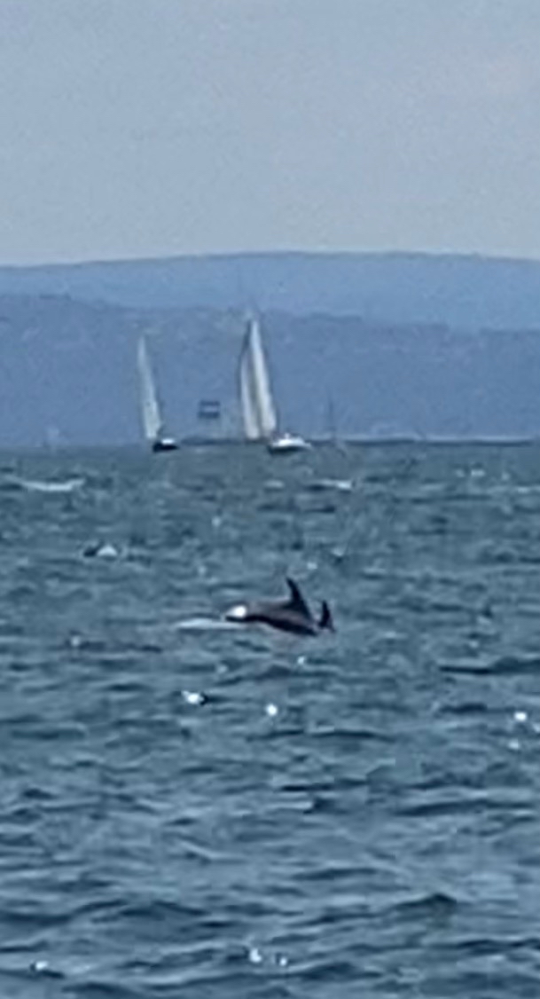 Tursiops truncatus