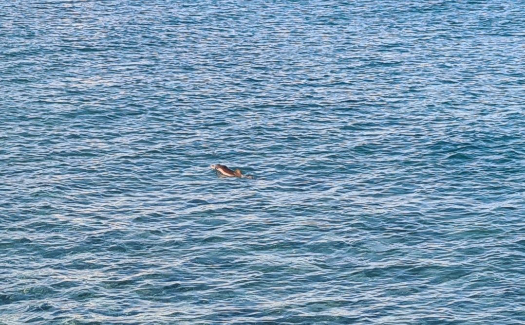 Delphinus delphis