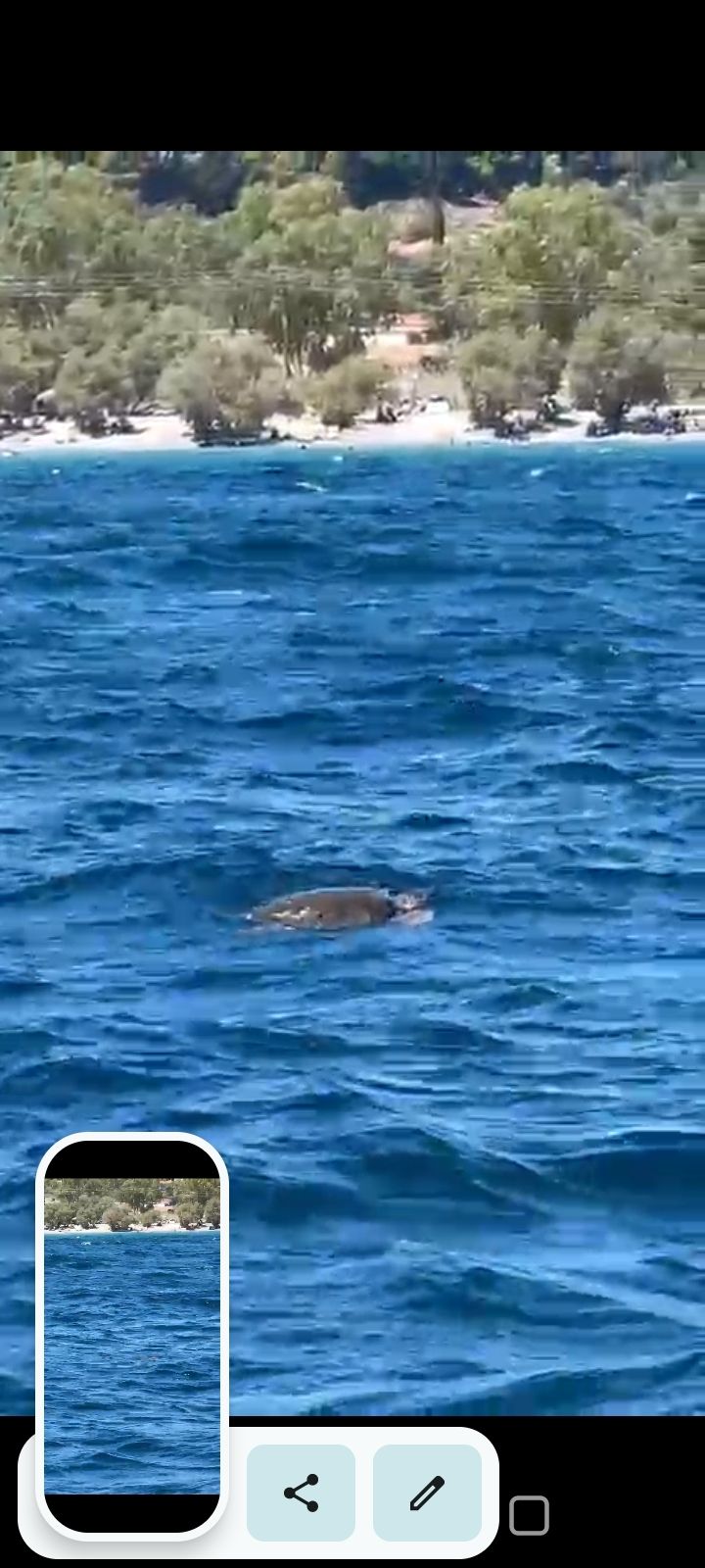 Caretta caretta