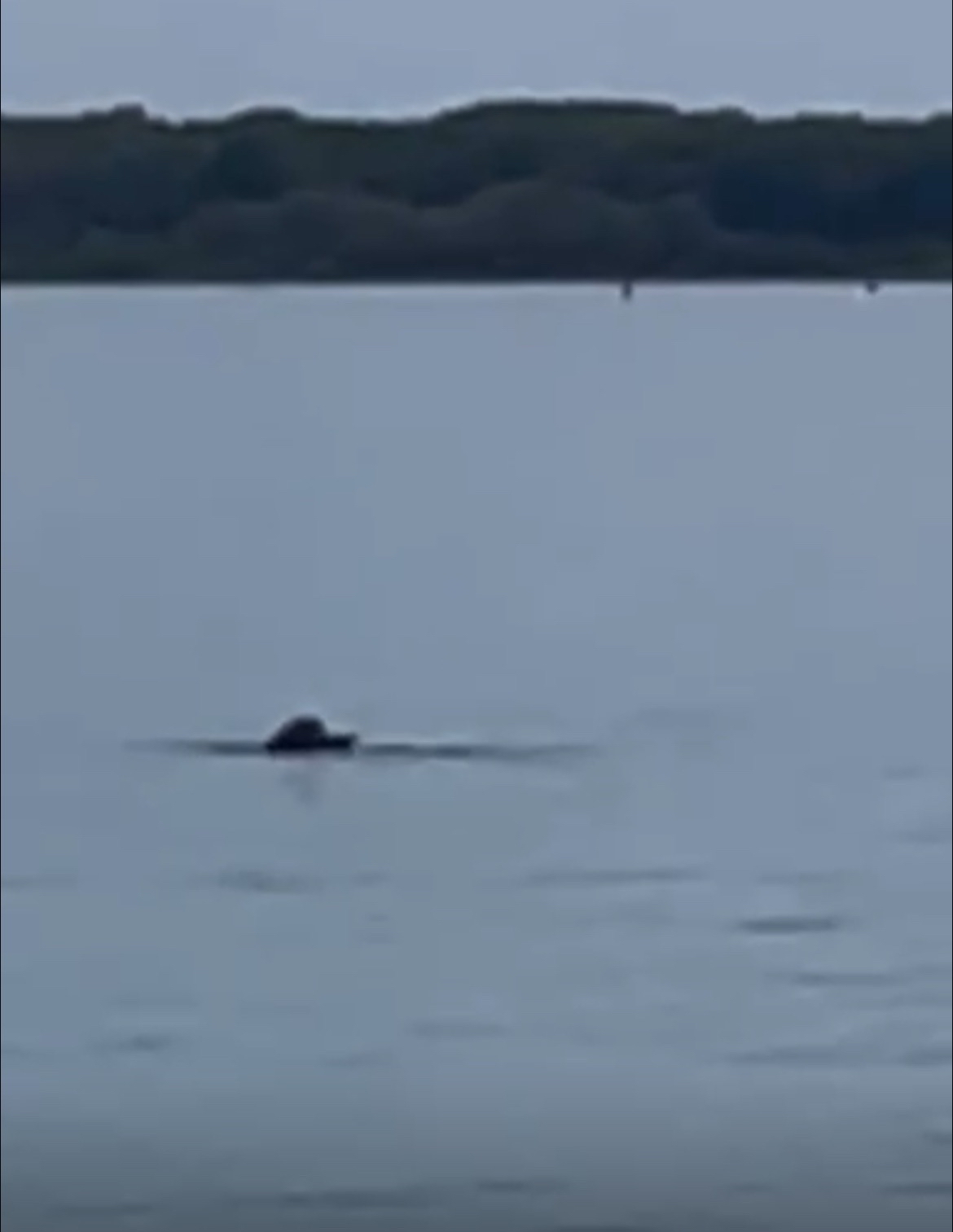 Non identificata