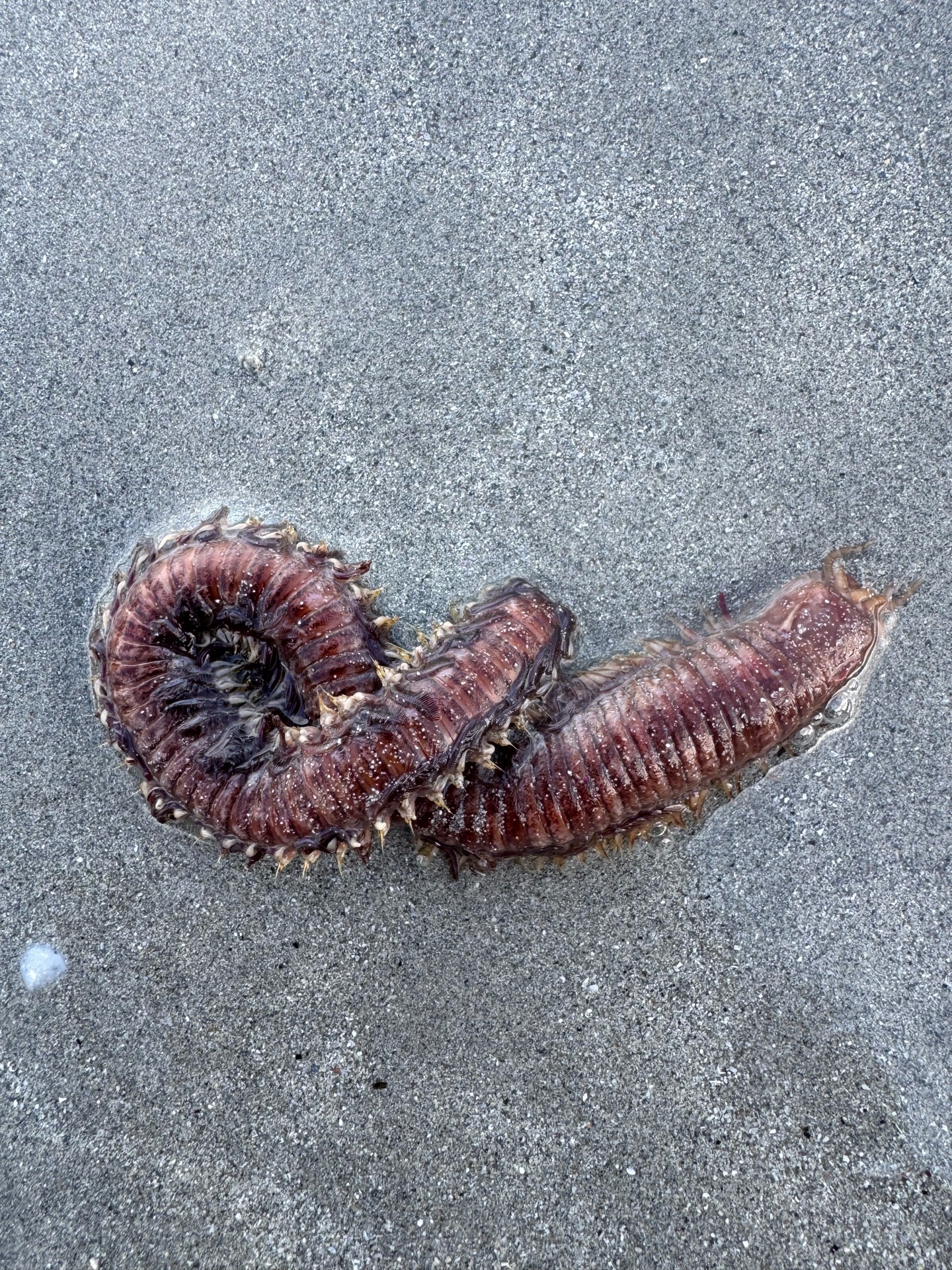 descrizione immagine