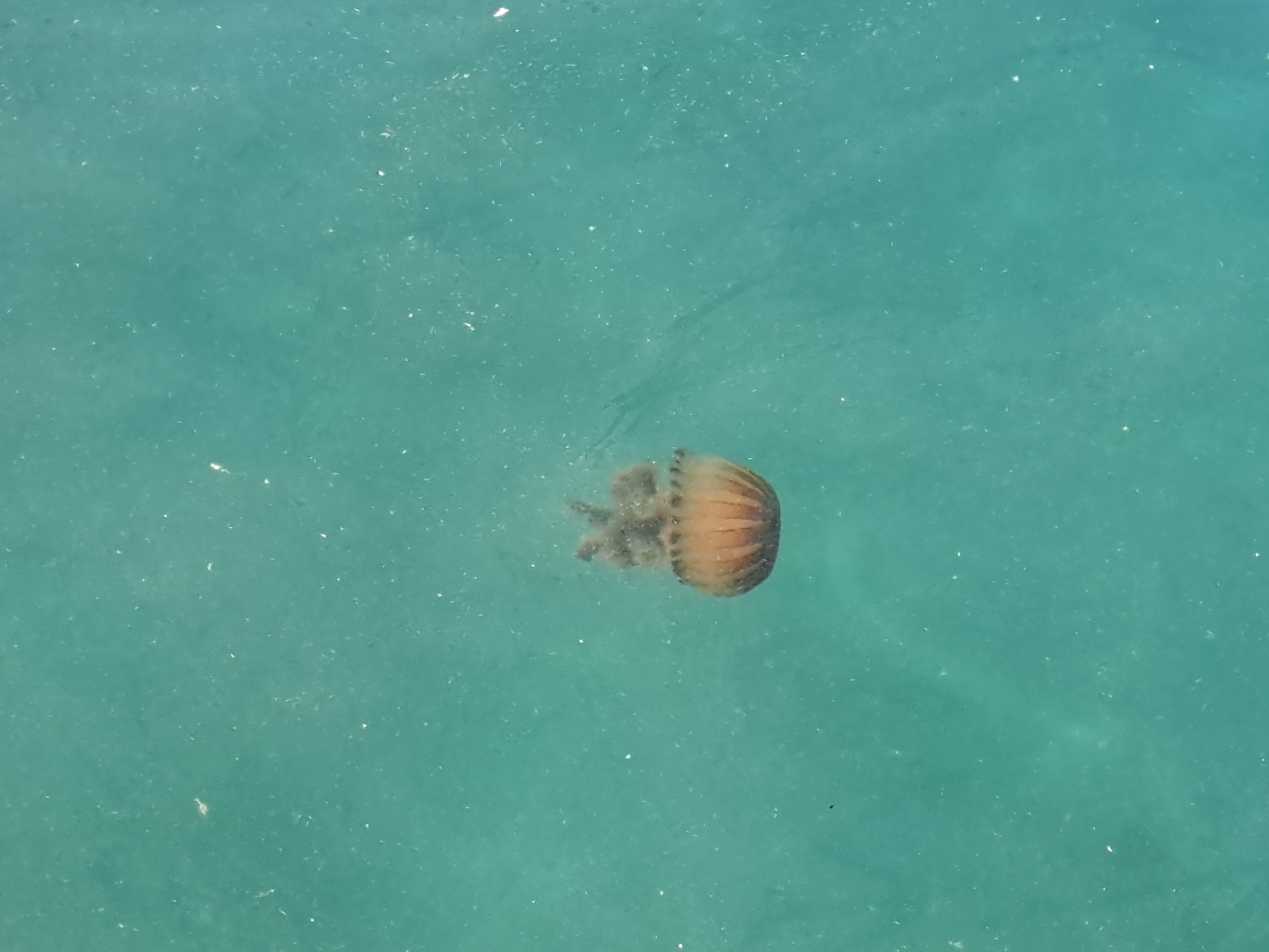 Chrysaora hysoscella