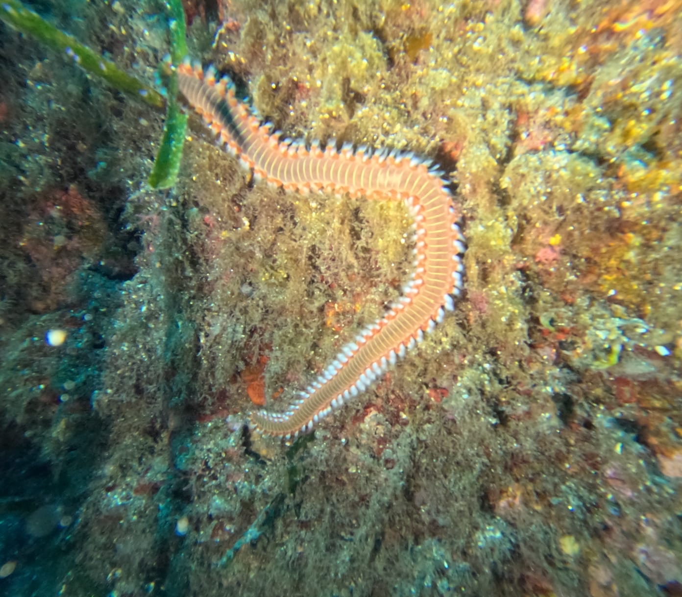Hermodice carunculata