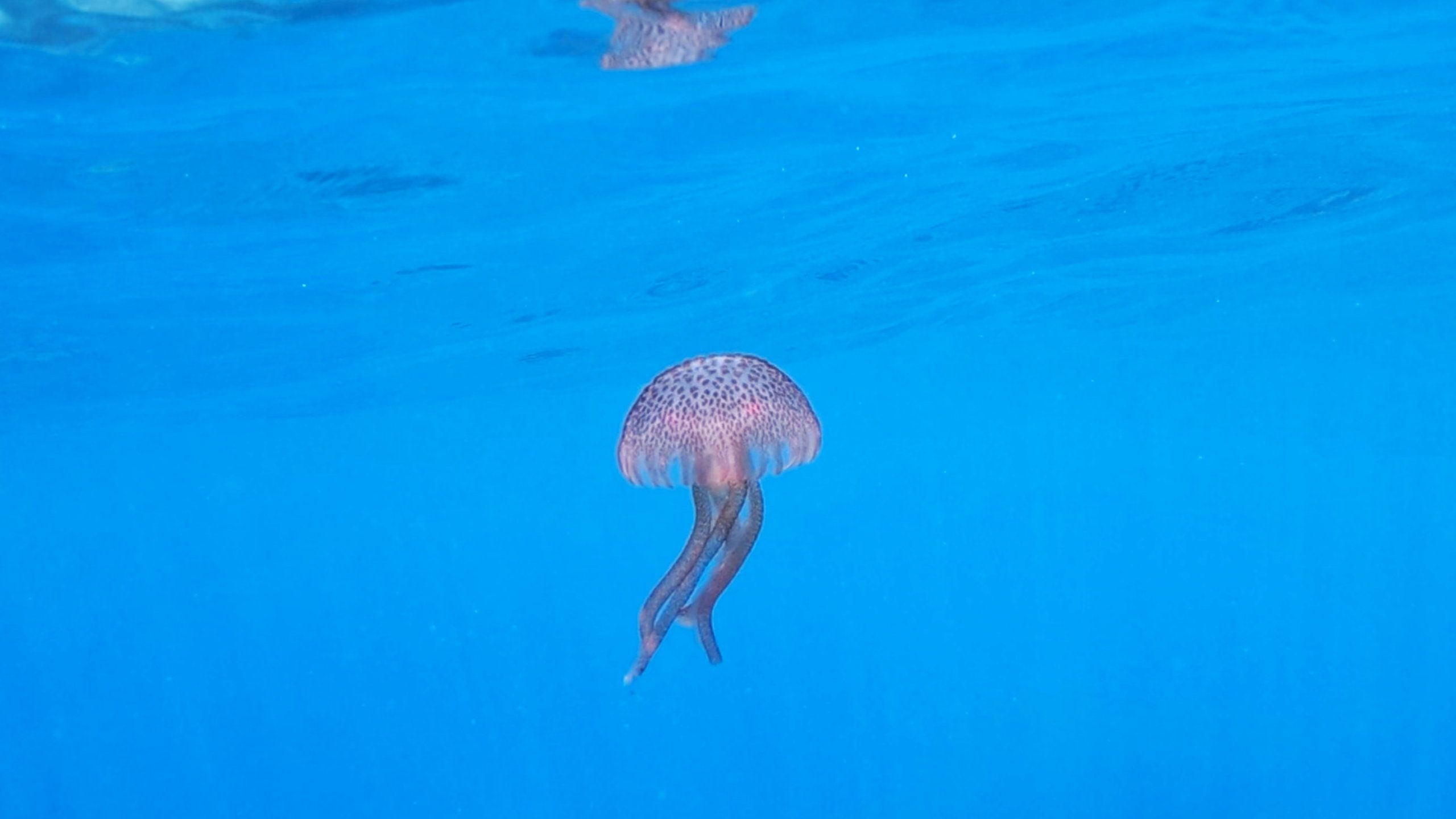 Pelagia noctiluca