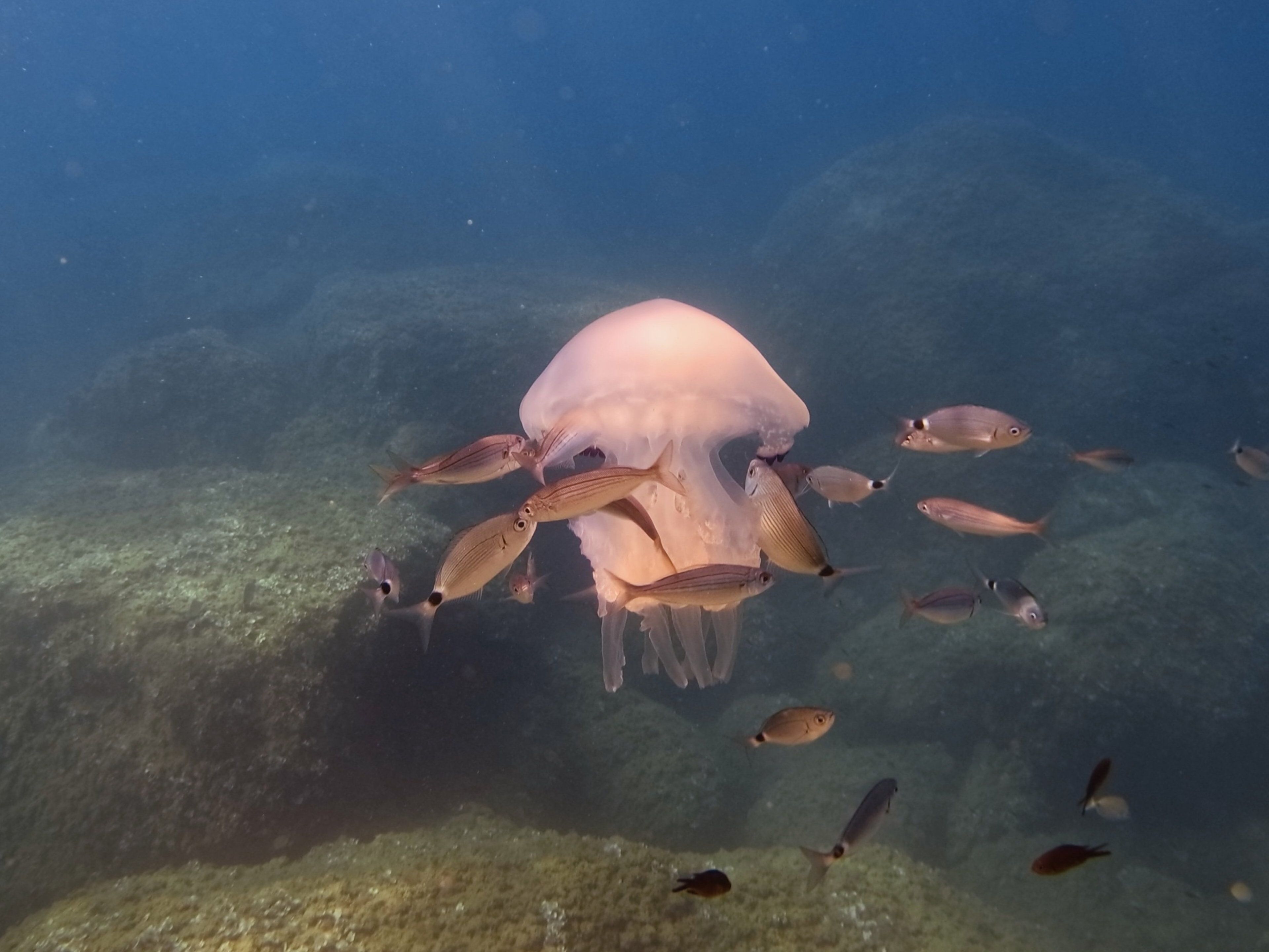 Rhizostoma pulmo
