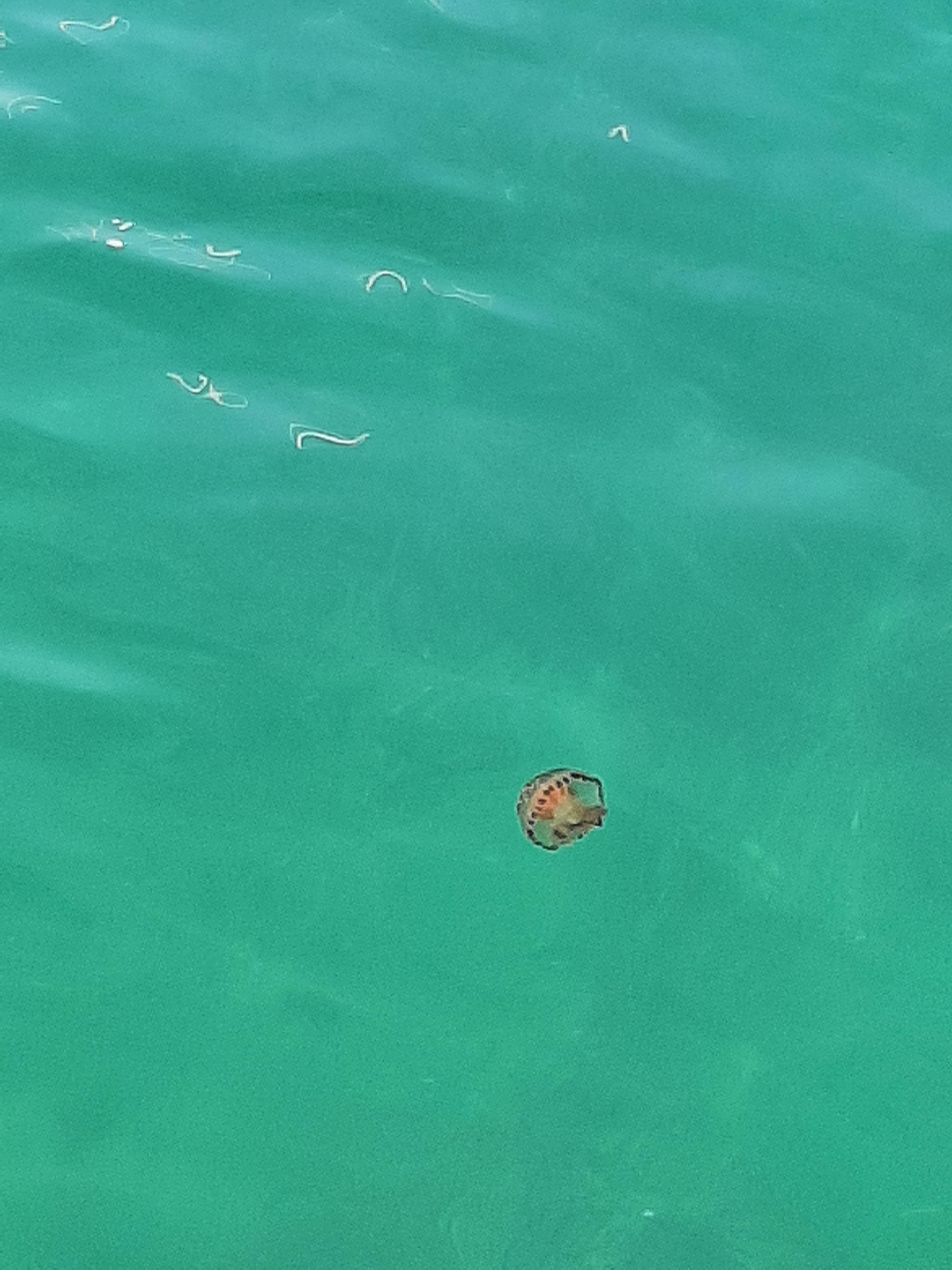 Chrysaora hysoscella