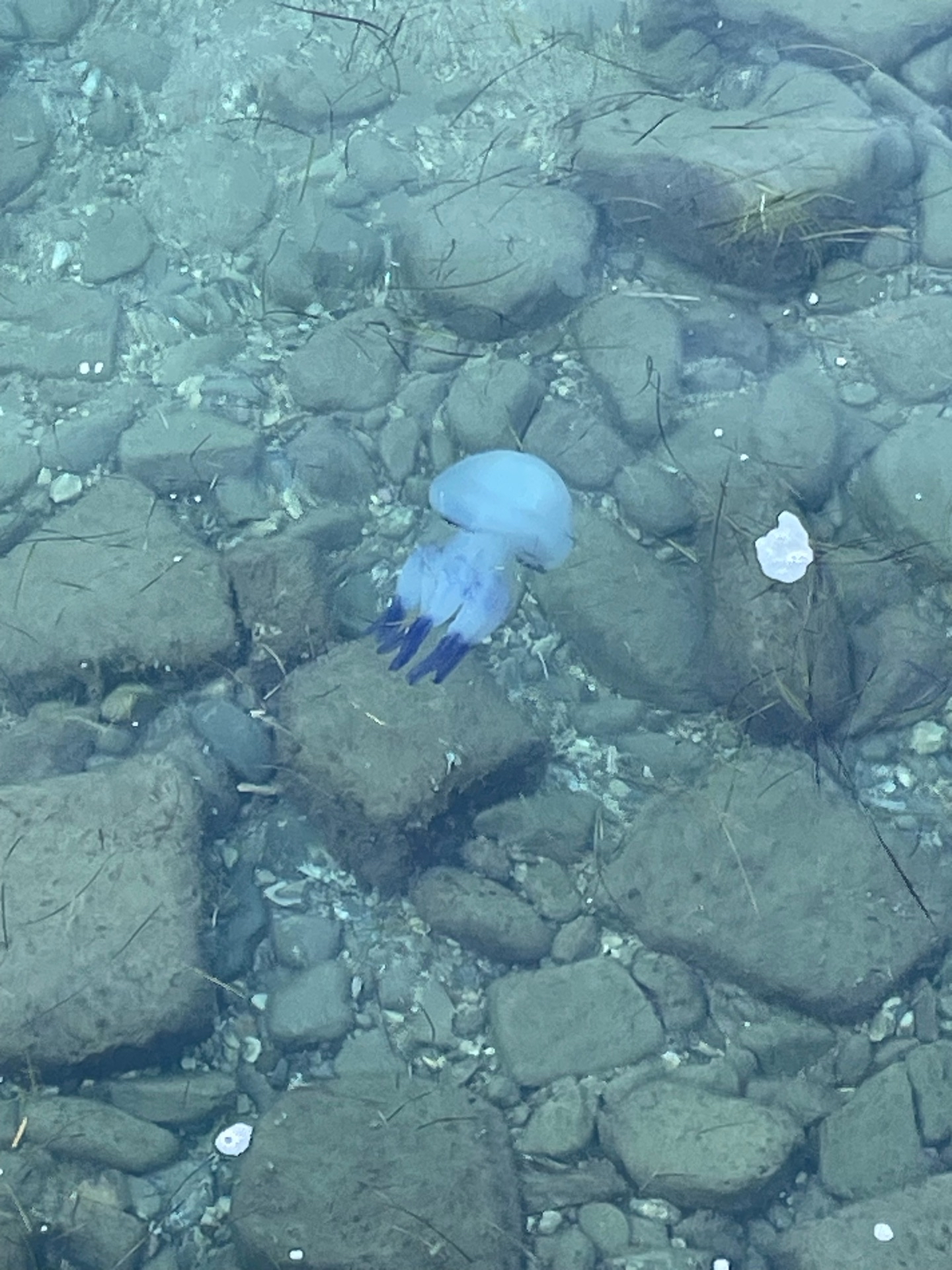 Rhizostoma pulmo