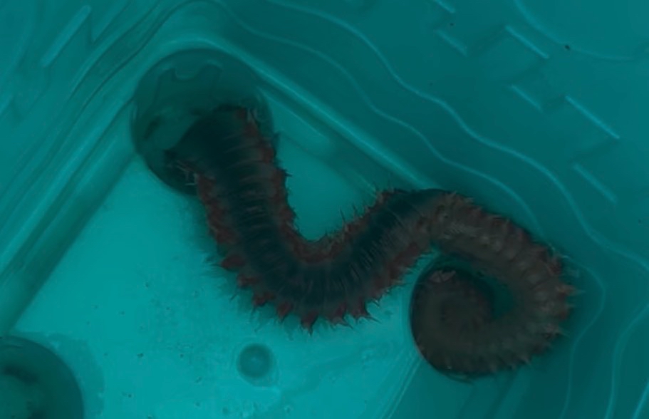 Hermodice carunculata
