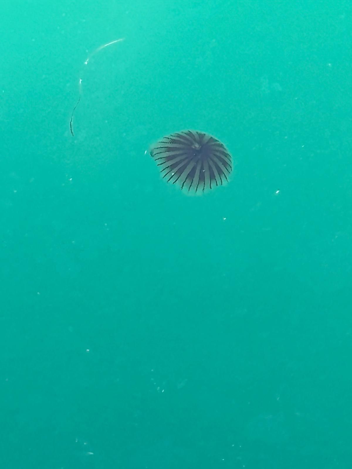 Chrysaora hysoscella