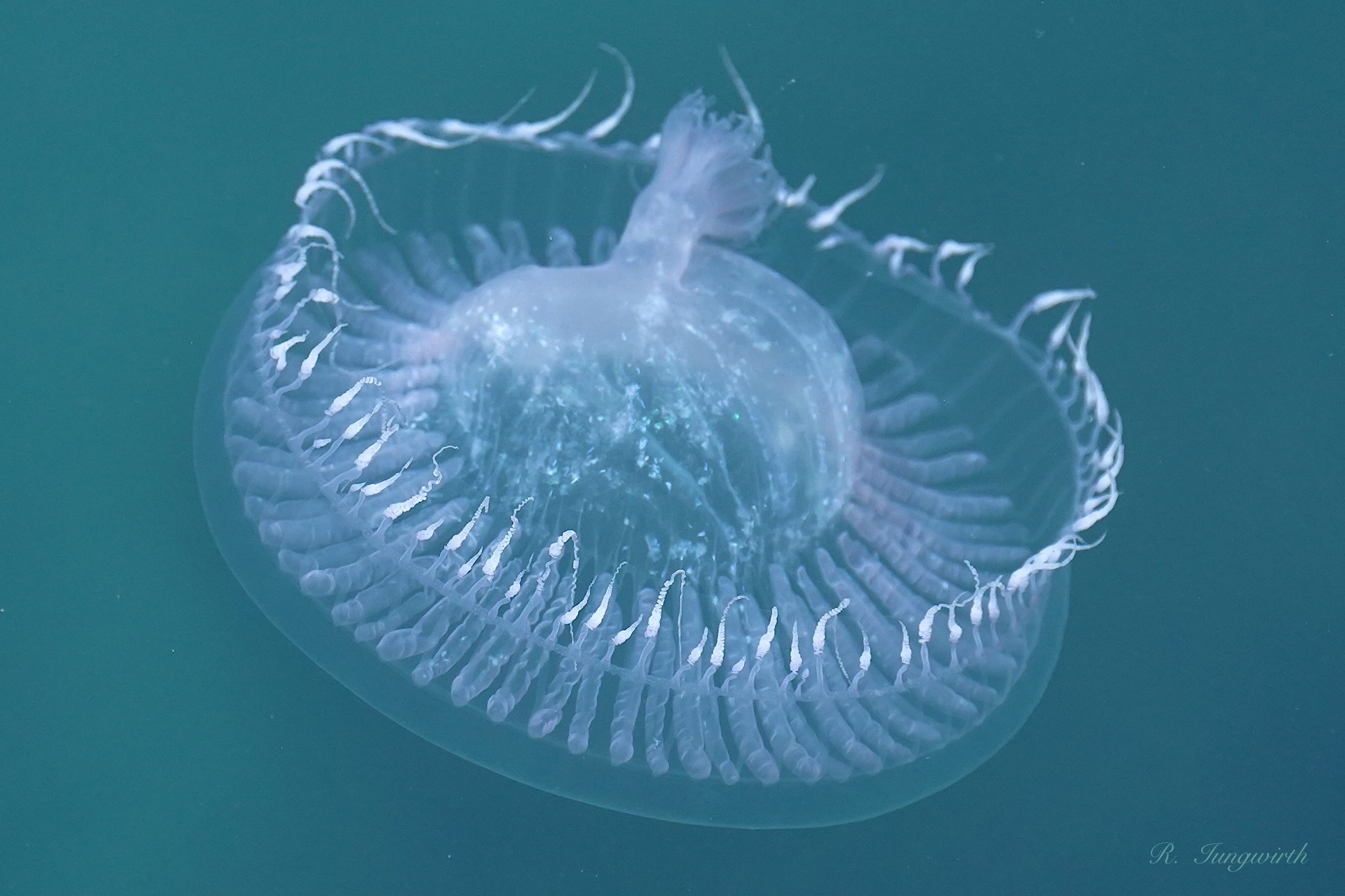 Aequorea forskalea
