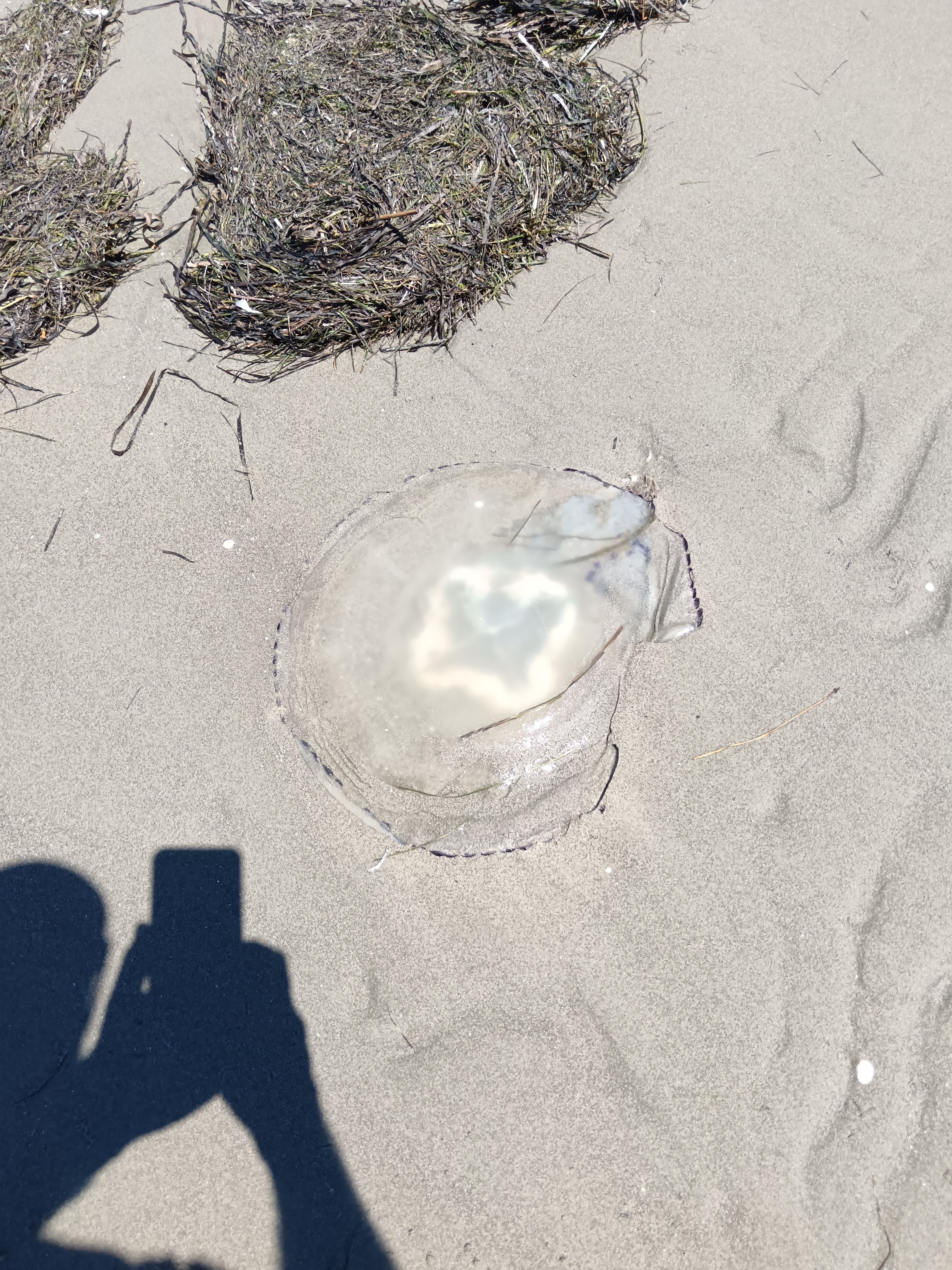 Rhizostoma pulmo