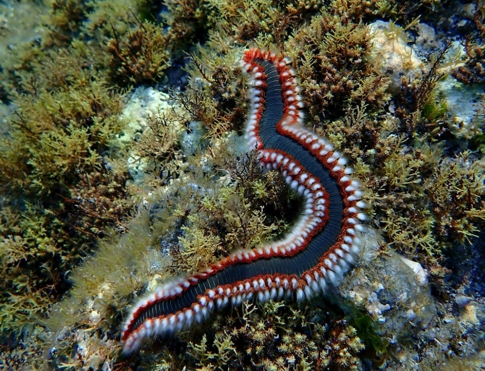 Hermodice carunculata
