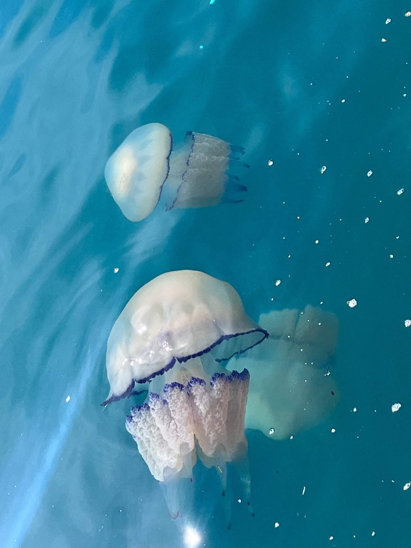 descrizione immagine