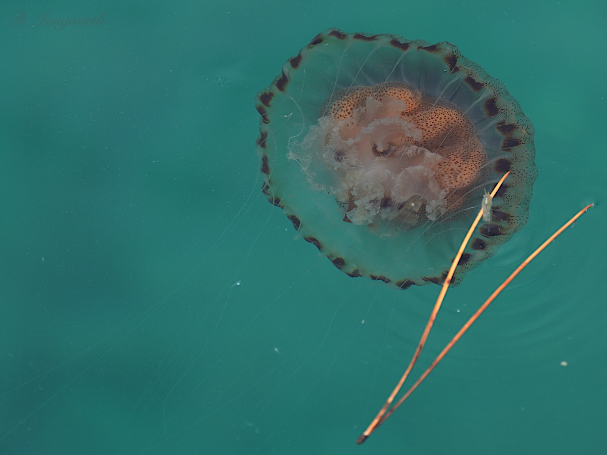 Chrysaora hysoscella