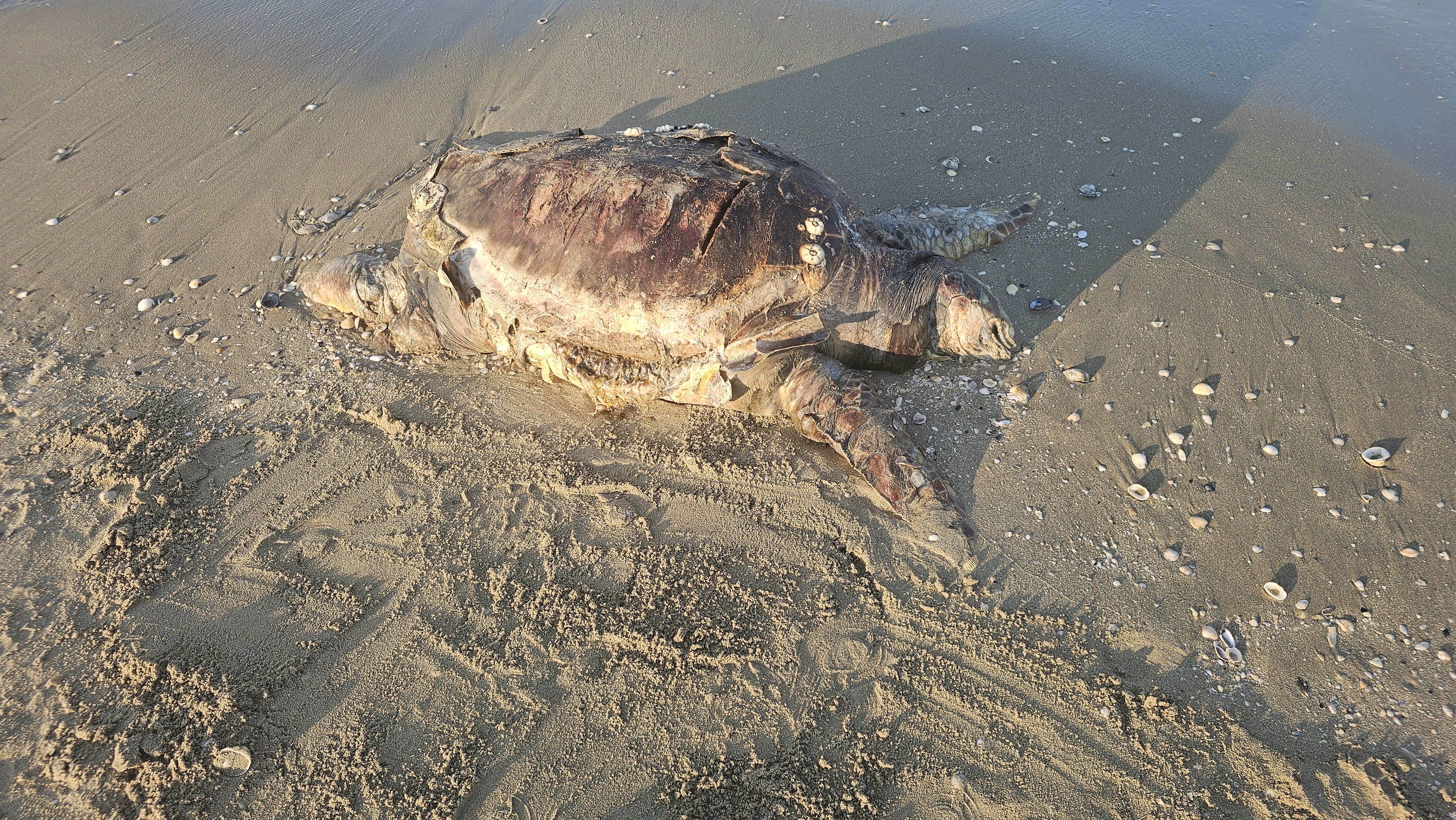 Caretta caretta