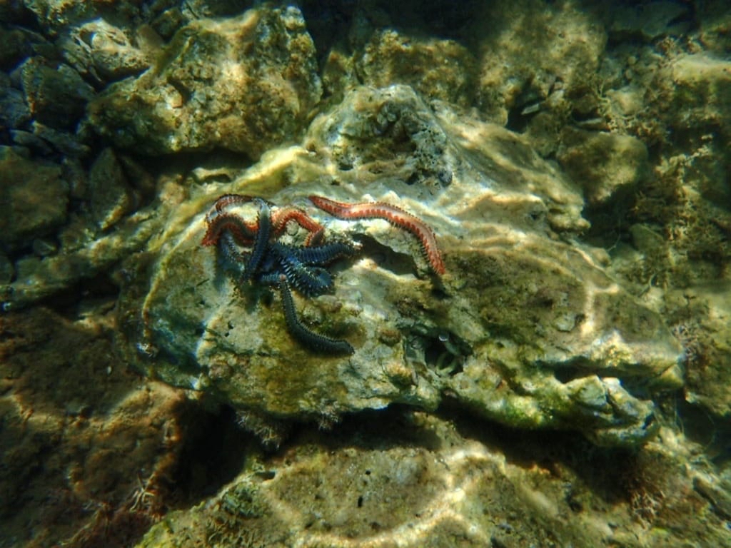 Hermodice carunculata