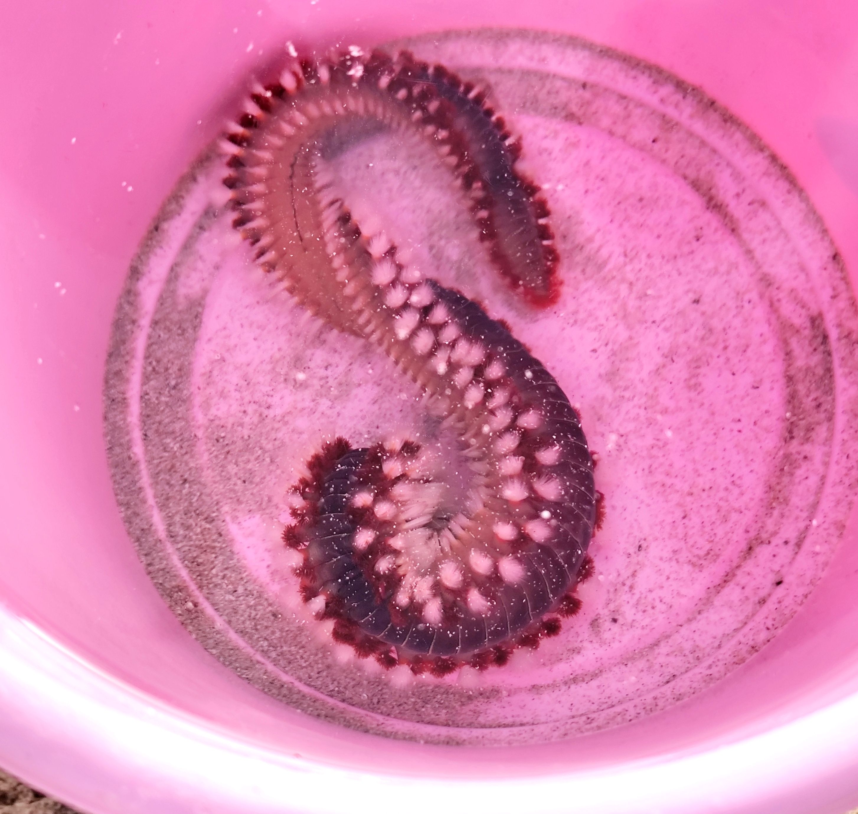 Hermodice carunculata