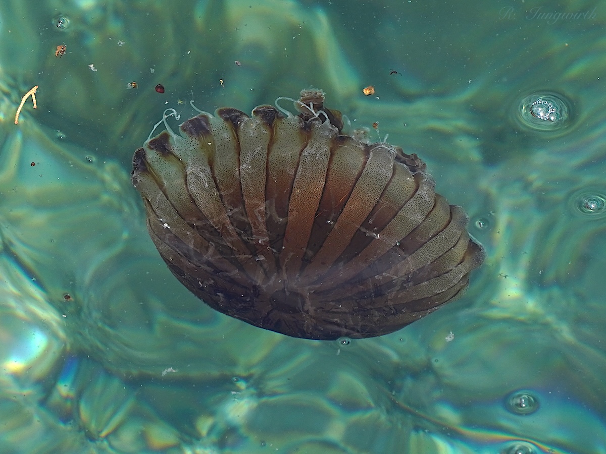 Chrysaora hysoscella