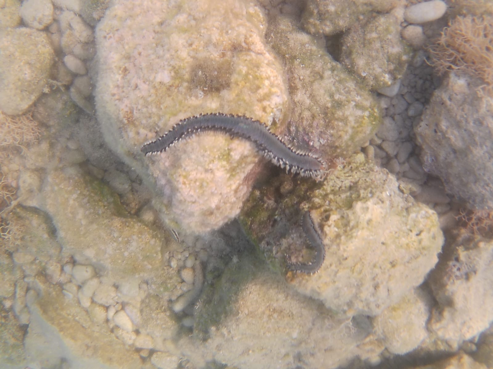Hermodice carunculata