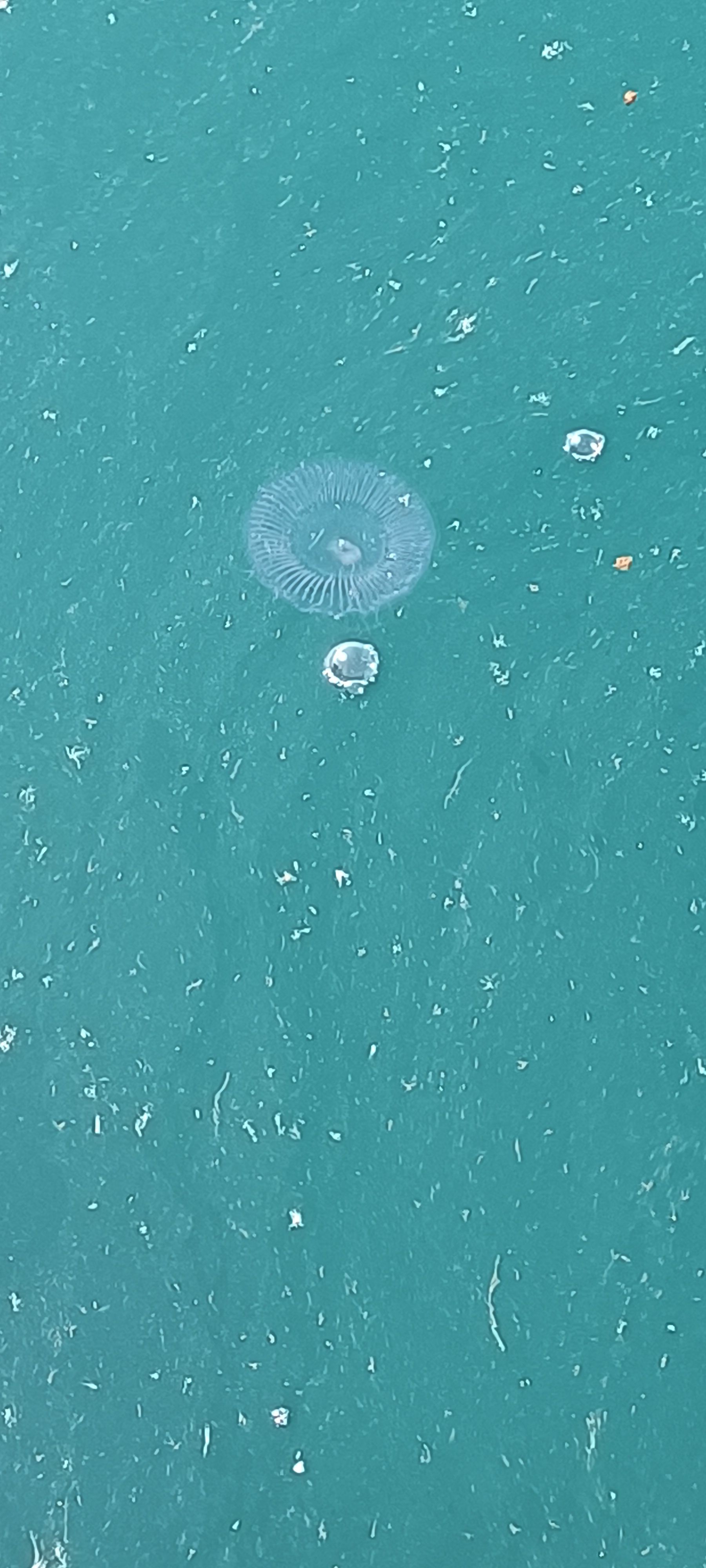 descrizione immagine