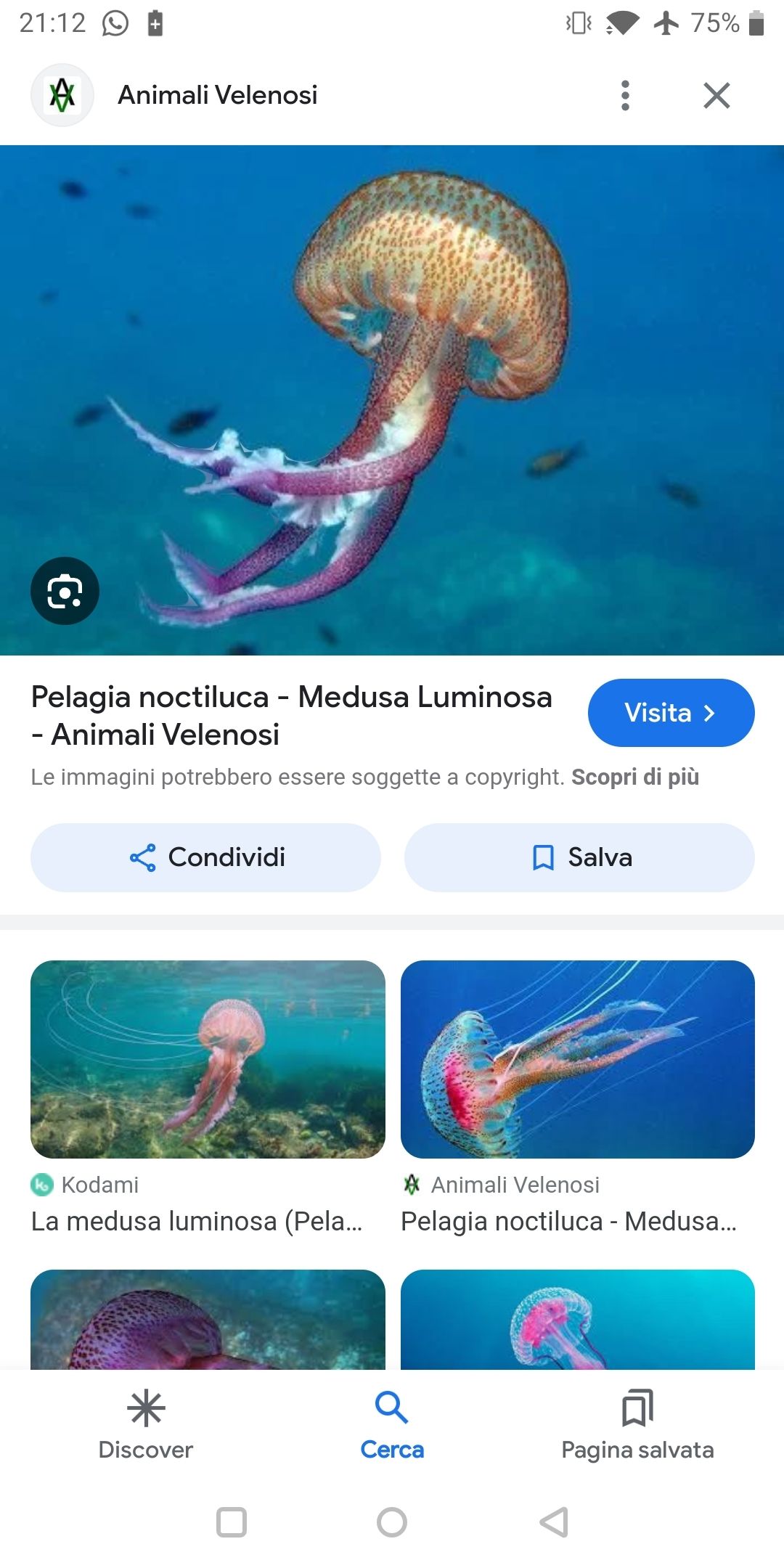 Pelagia noctiluca