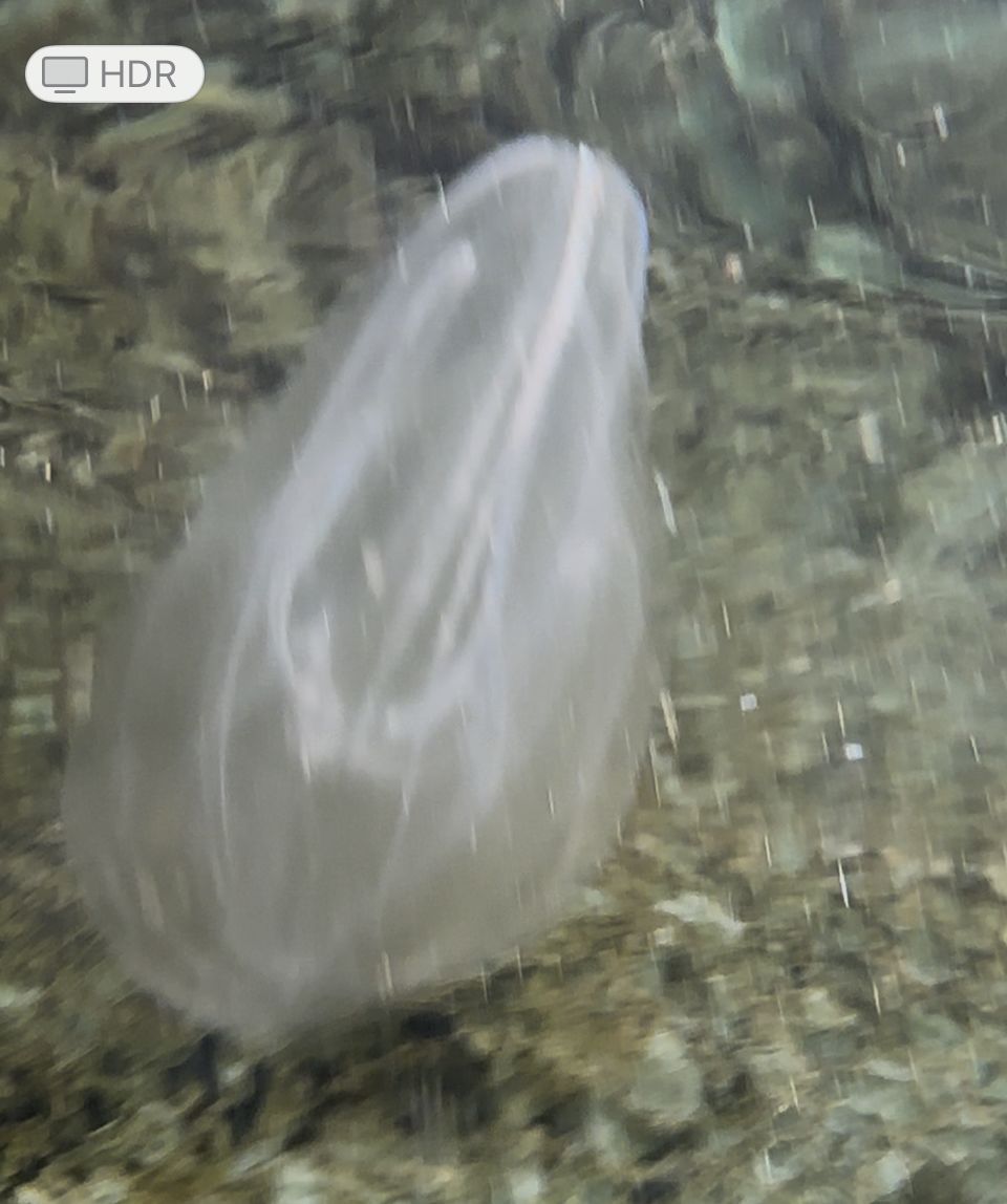 Mnemiopsis leidyi