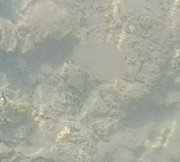 Mnemiopsis leidyi