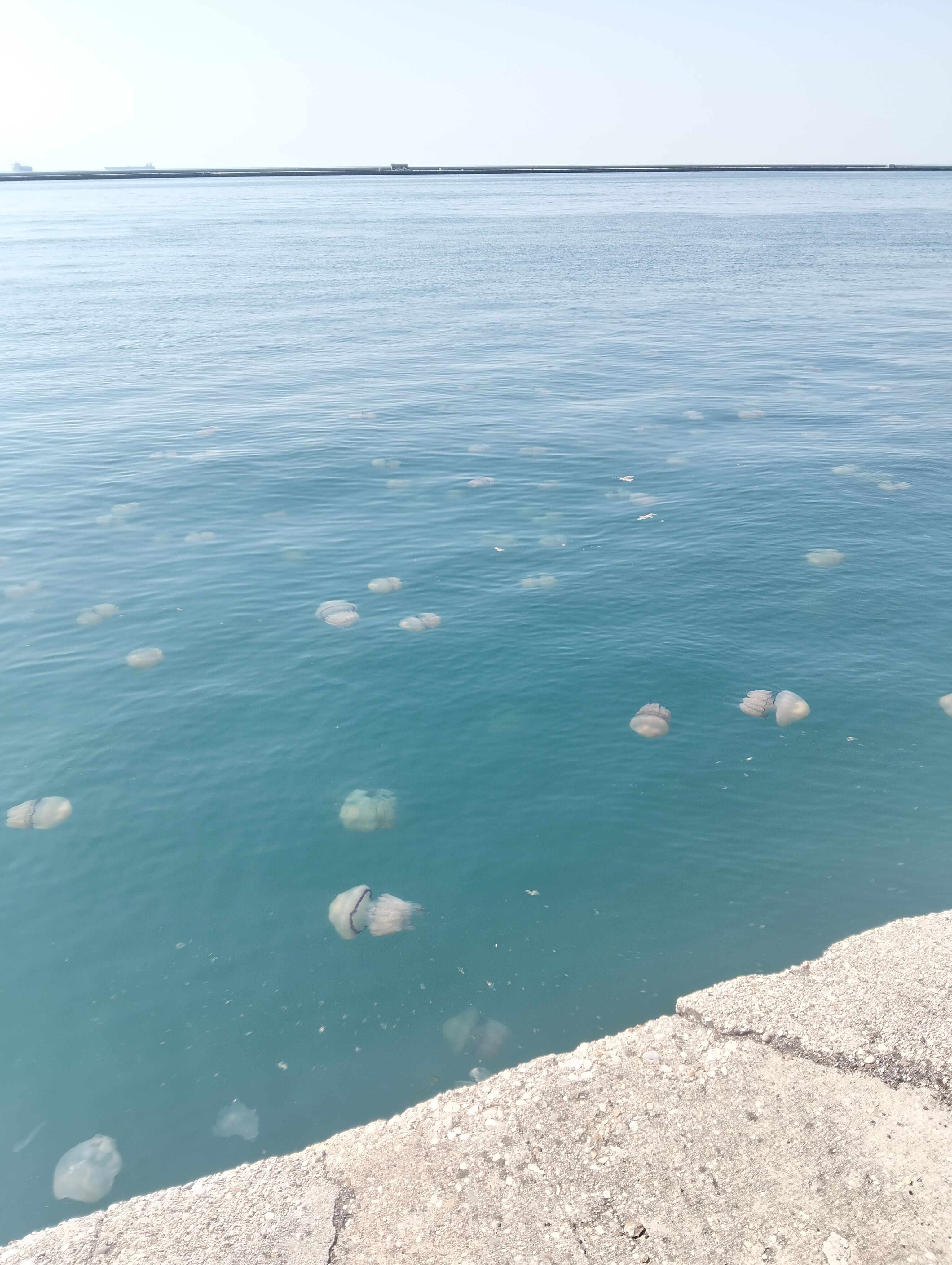 descrizione immagine