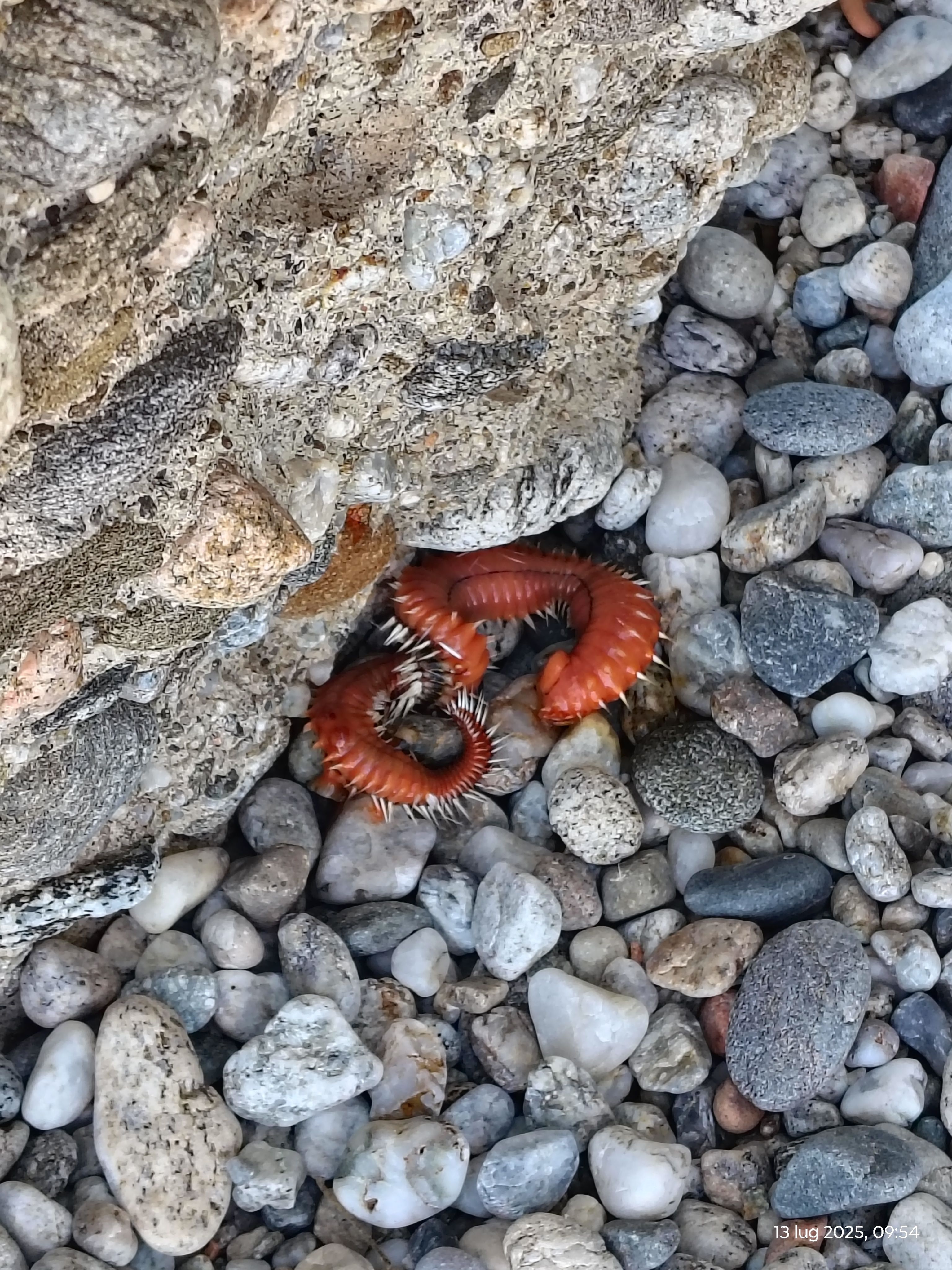 Hermodice carunculata